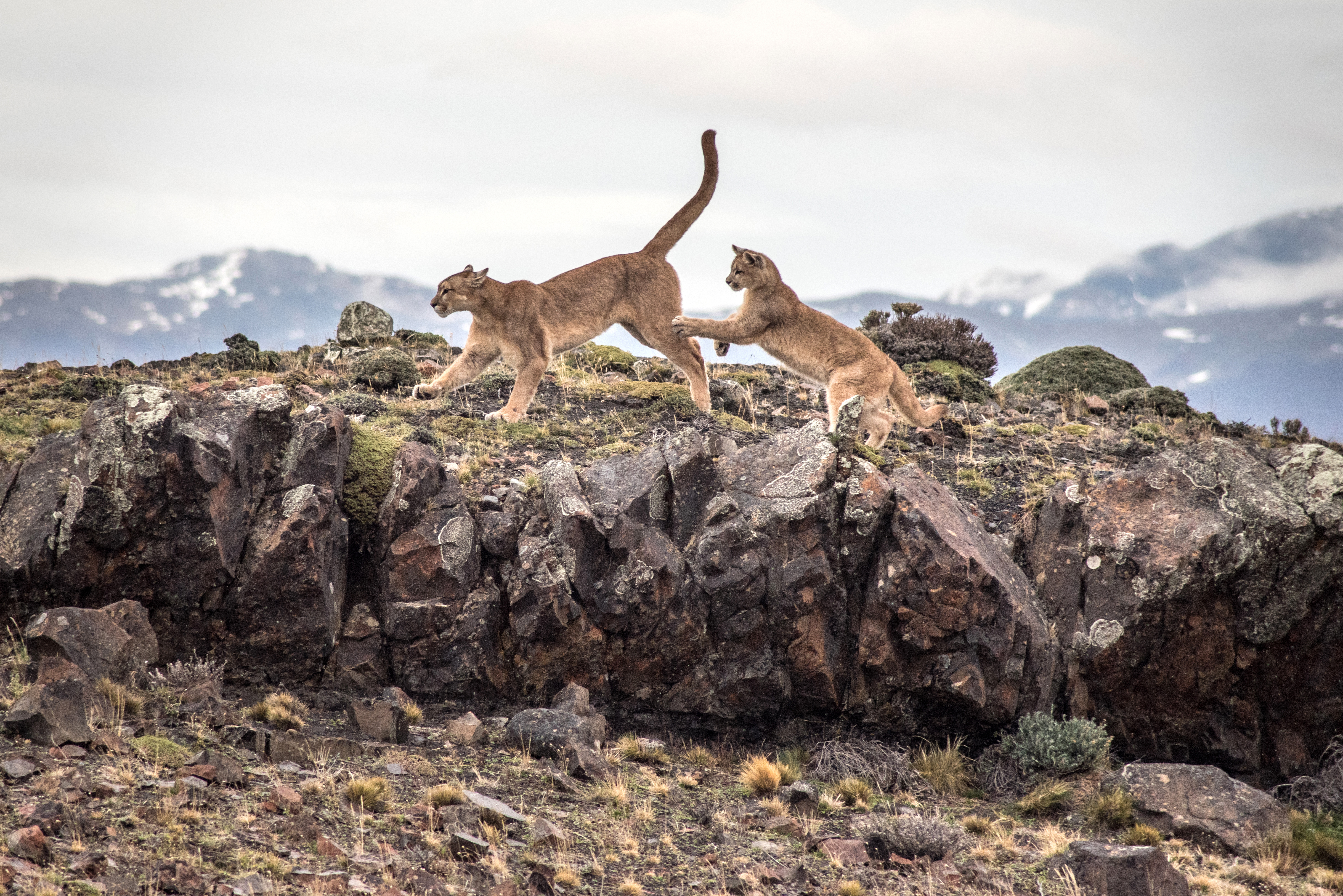 Two pumas stand on rocky ground with snowcapped mountains in the background.