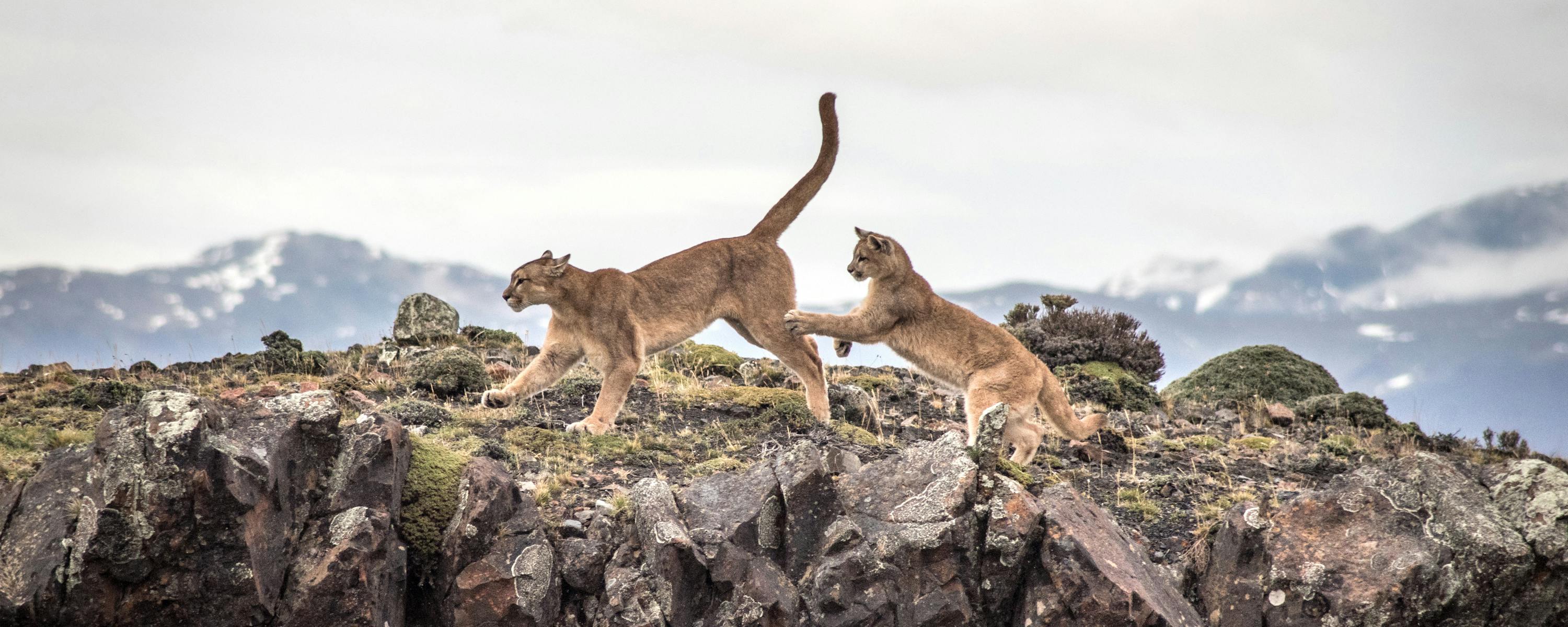 Two pumas stand on rocky ground with snowcapped mountains in the background.