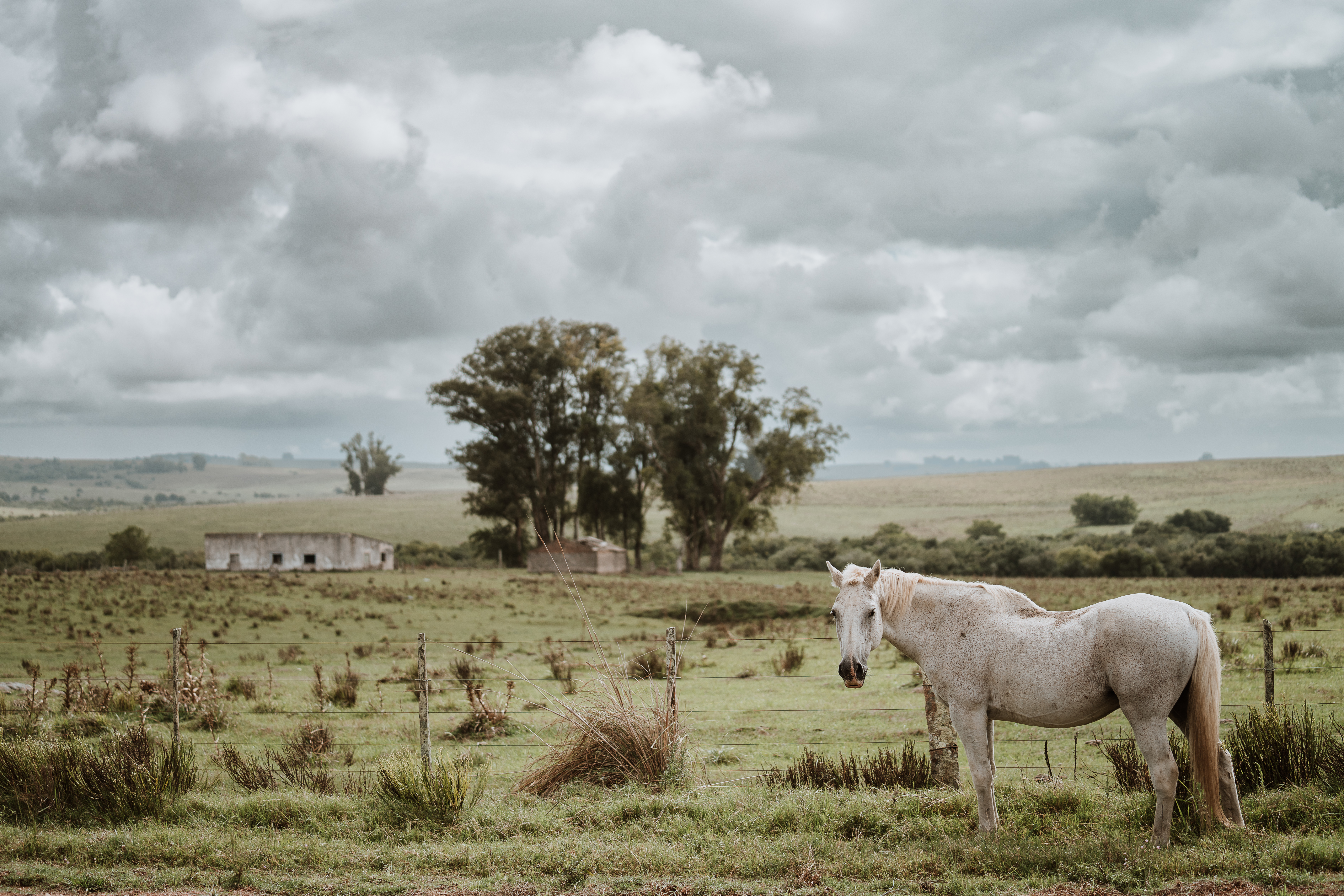 A white horse stands in an open field beneath a cloudy sky.