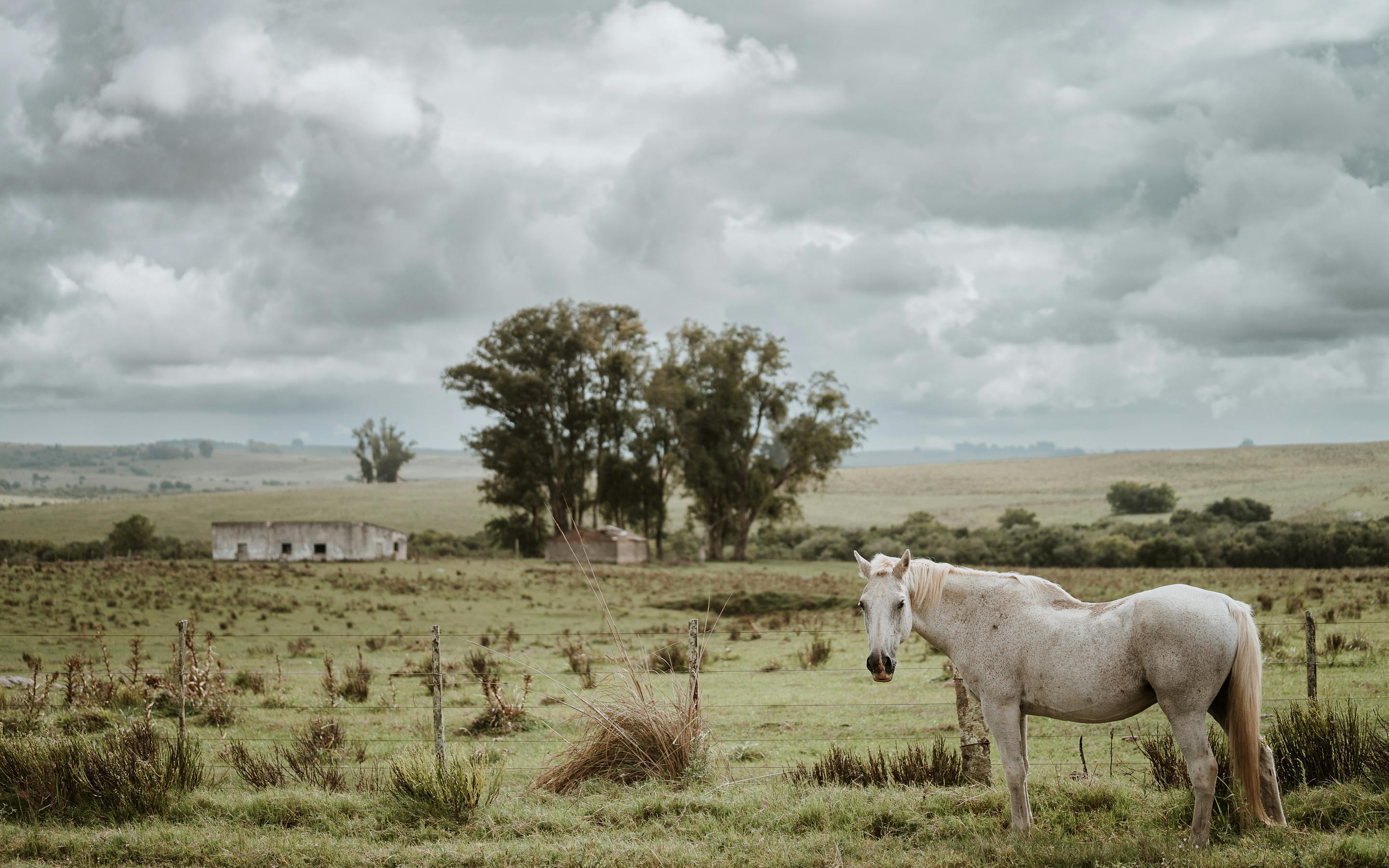 A white horse stands in an open field beneath a cloudy sky.