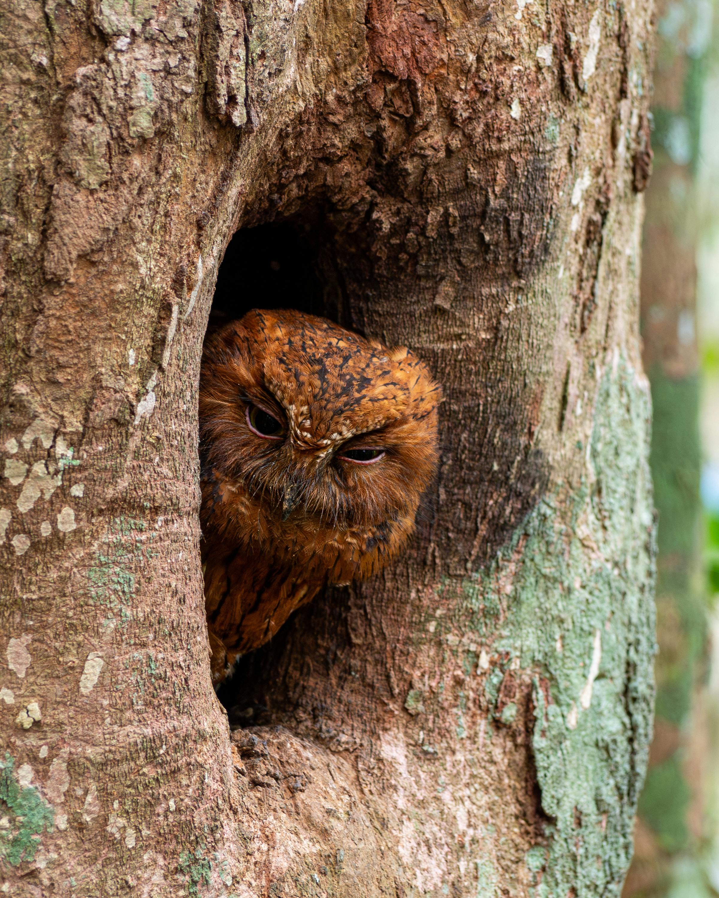 An owl peers from a hollow in a tree trunk, its rust-colored feathers framed by textured bark and soft forest light.