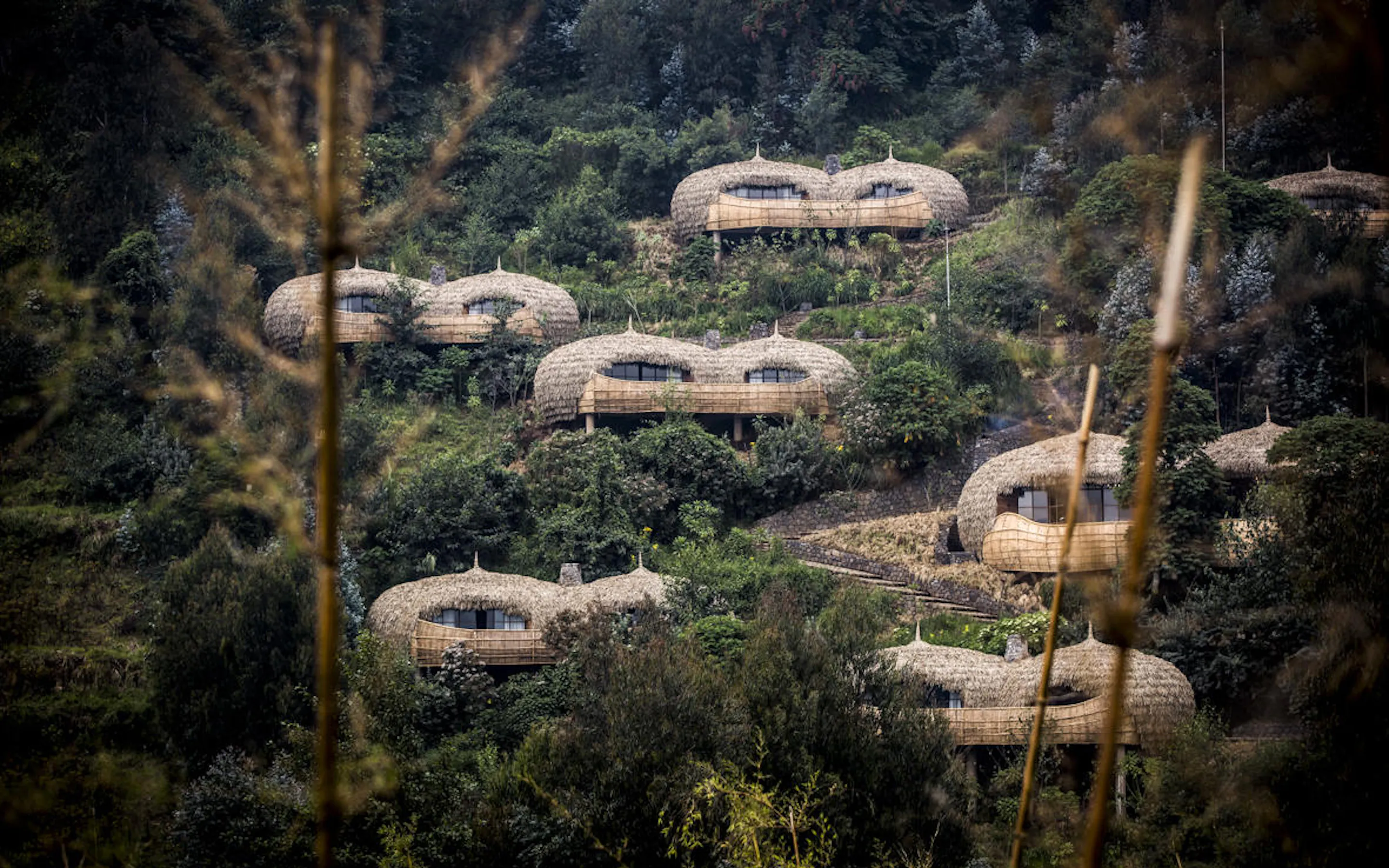 Round thatched lodges dot a forested hillside, seen through tree trunks with soft evening light and deep green tones.