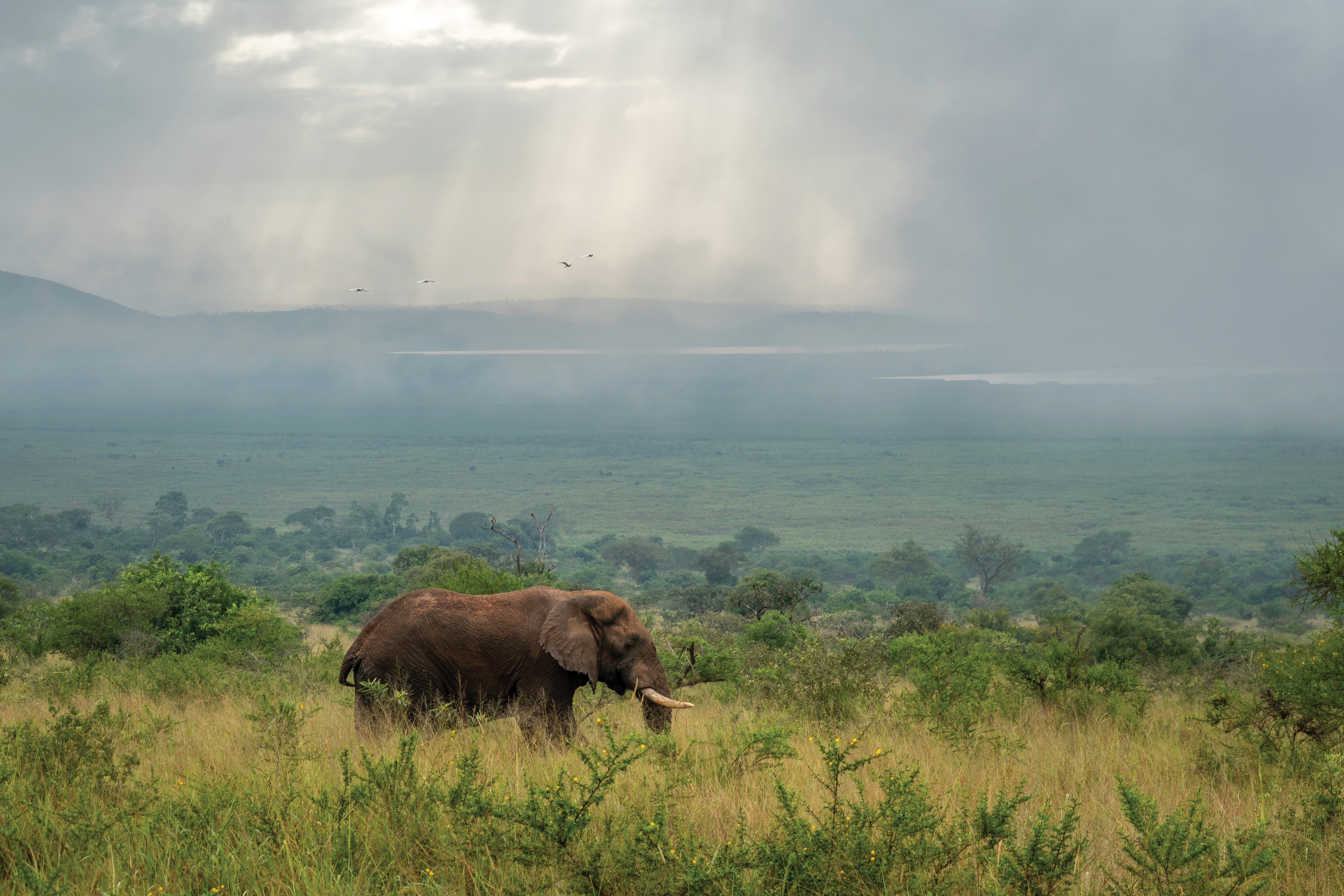 A lone buffalo grazes on a wide grassy plain beneath sunbeams breaking through clouds over distant hills.