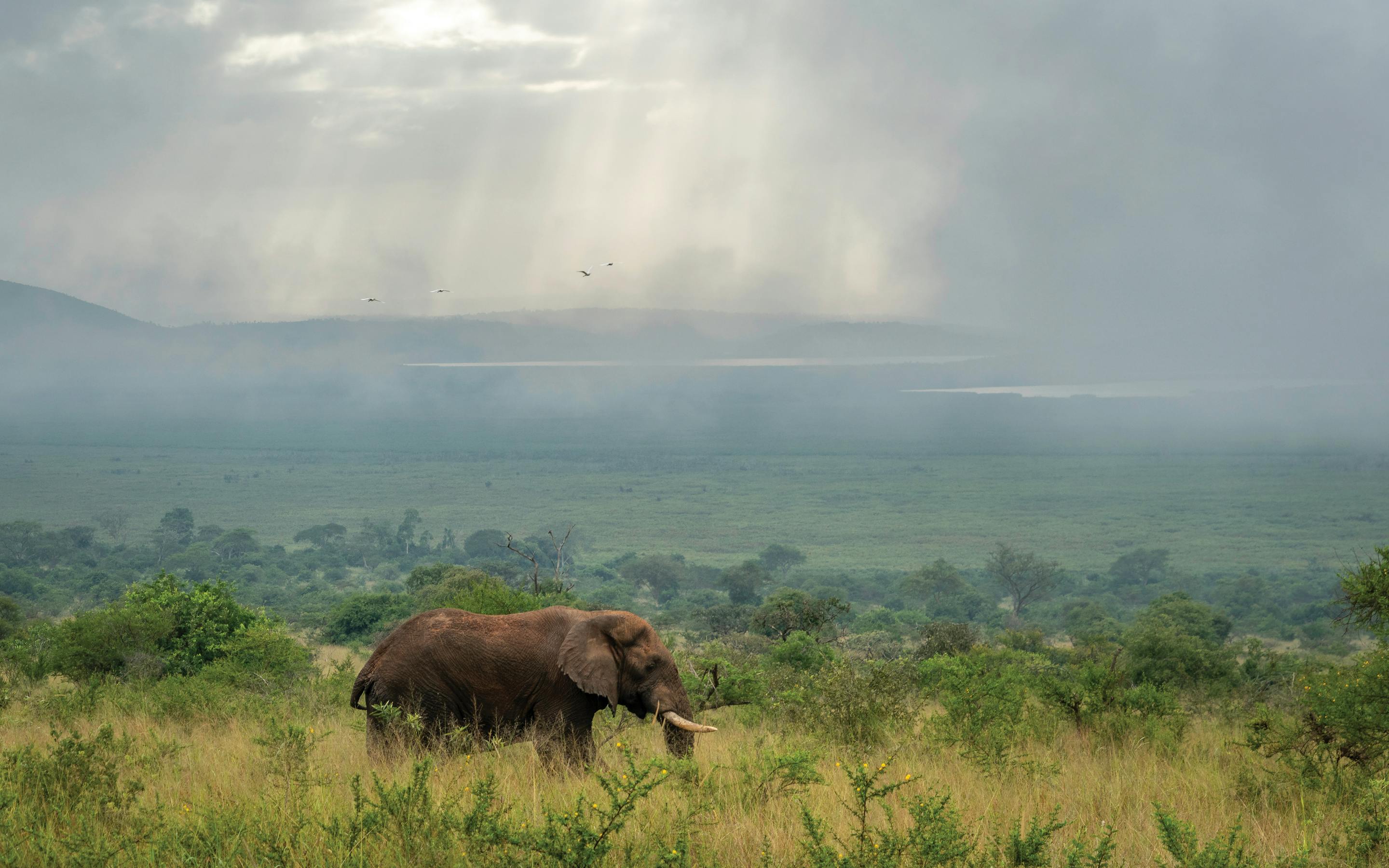 A lone buffalo grazes on a wide grassy plain beneath sunbeams breaking through clouds over distant hills.