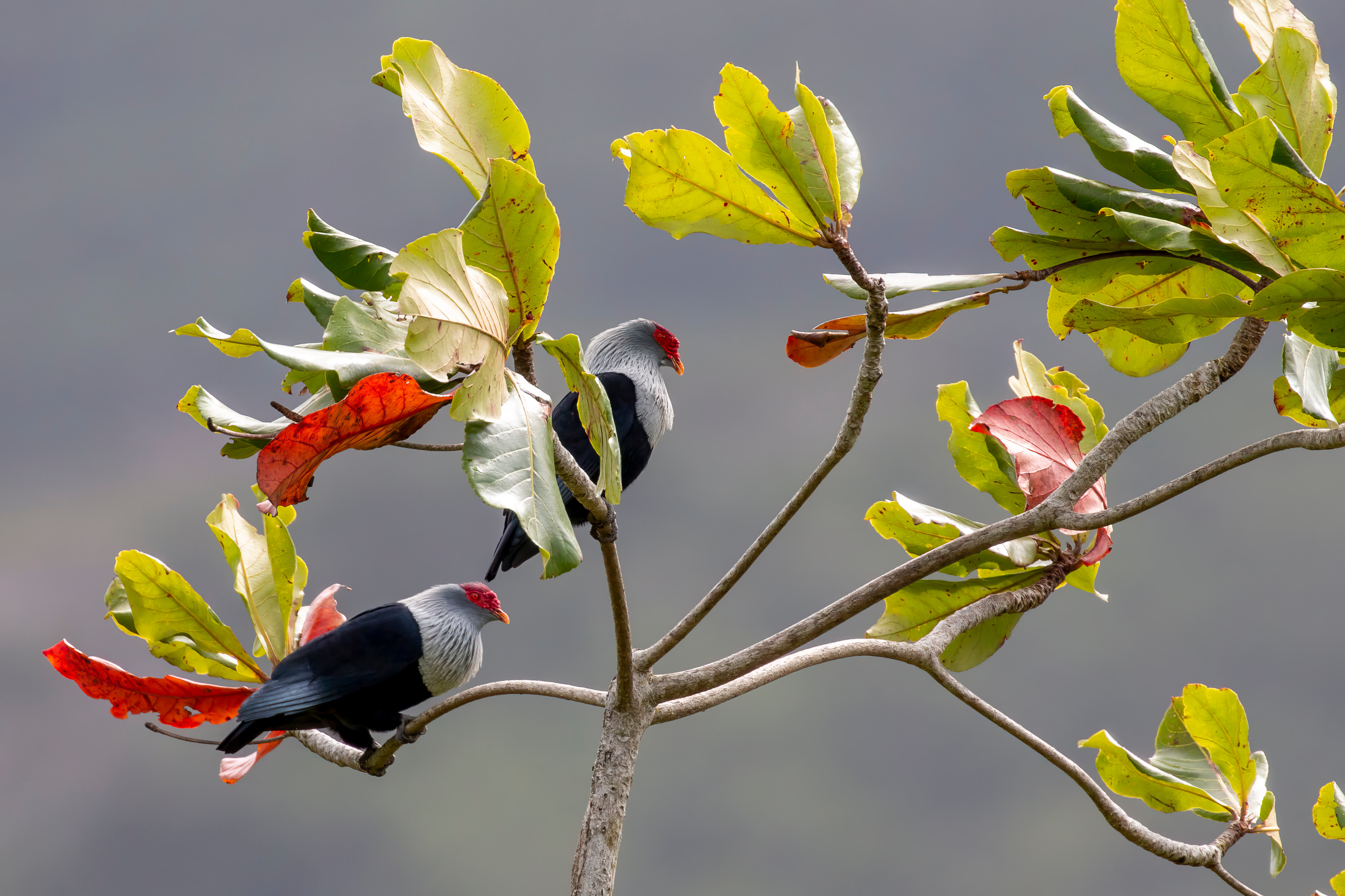 Two pigeons perch on leafy branches, their dark feathers and pale heads framed by green leaves and red pods.
