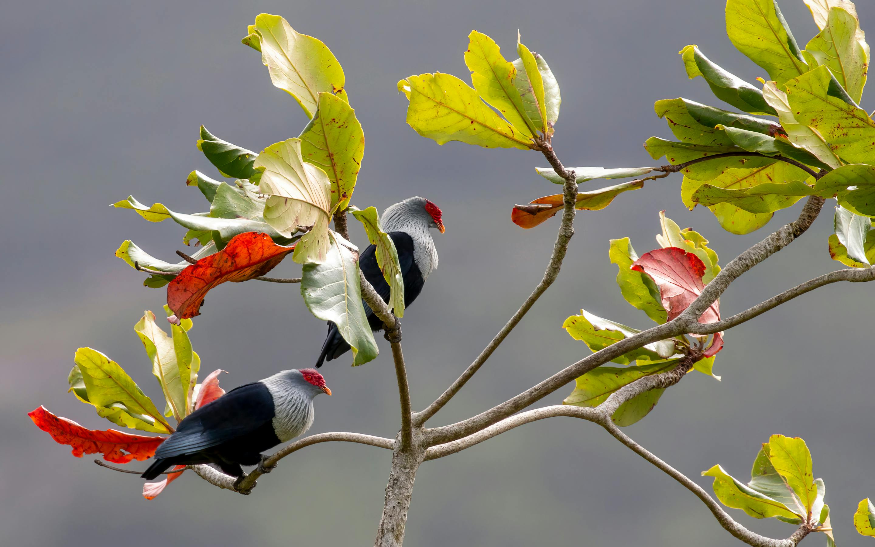 Two pigeons perch on leafy branches, their dark feathers and pale heads framed by green leaves and red pods.