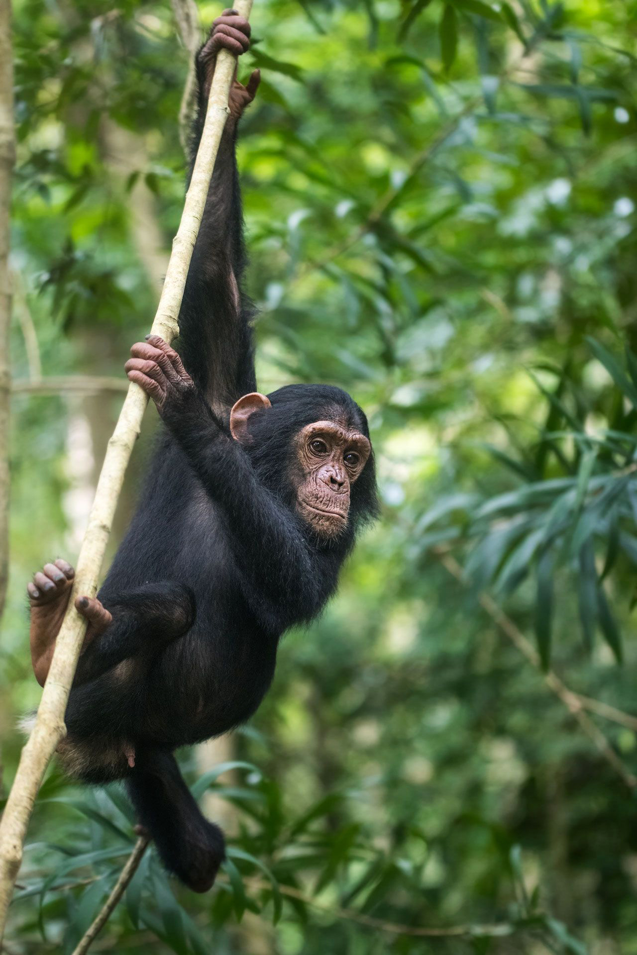 A chimpanzee clings to a vine in a leafy forest, looking toward the camera with one arm stretched overhead.