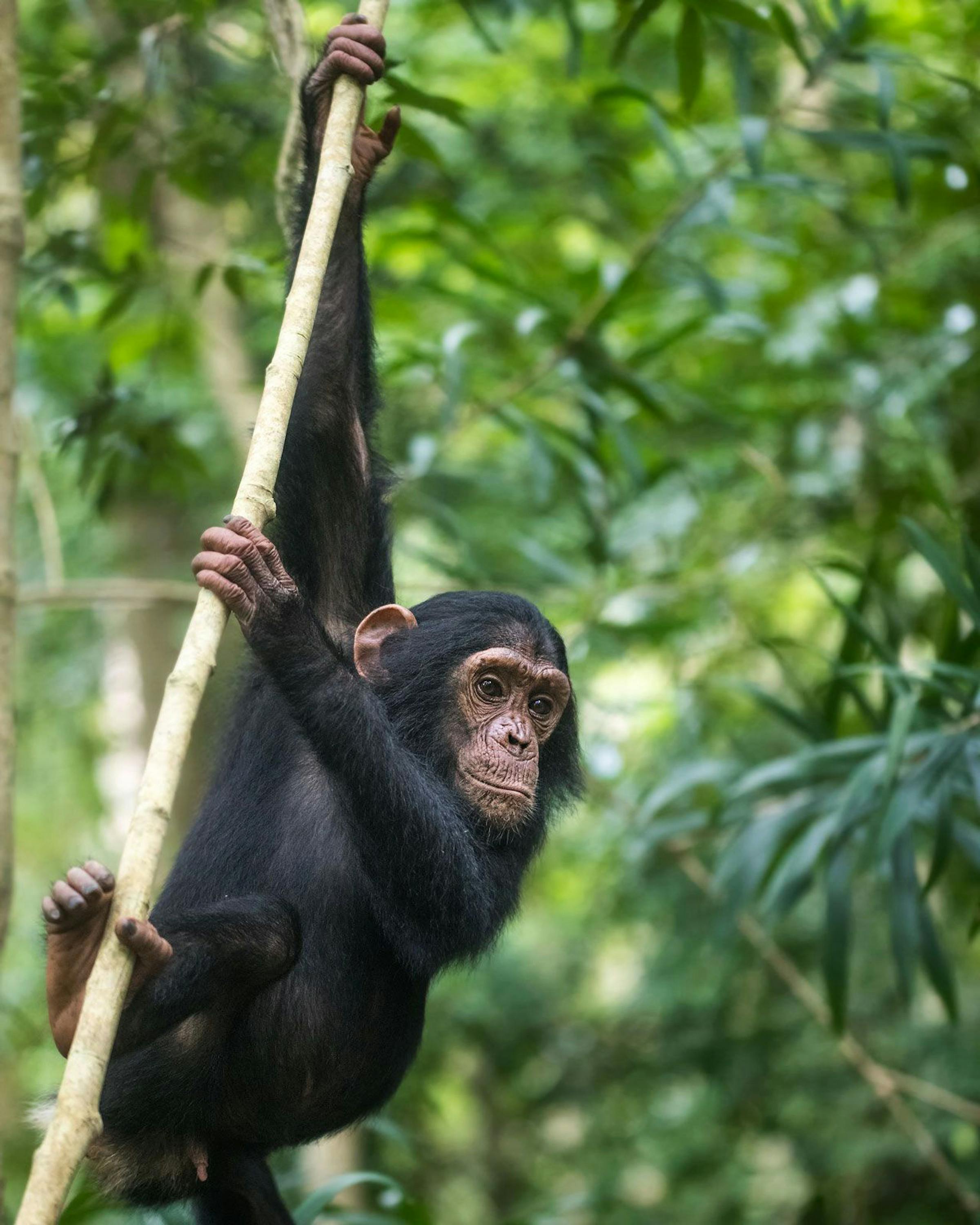 A chimpanzee clings to a vine in a leafy forest, looking toward the camera with one arm stretched overhead.