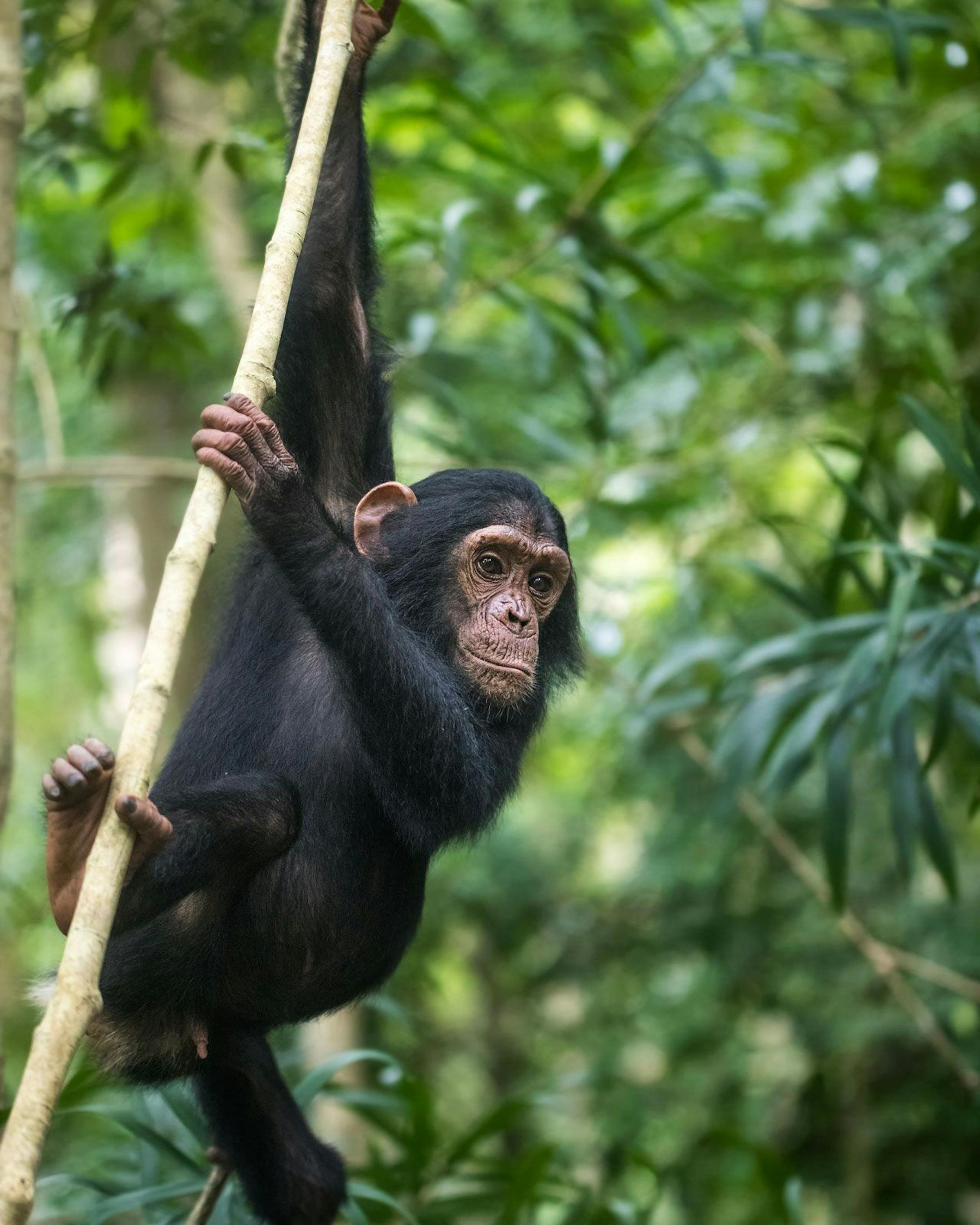A chimpanzee clings to a vine in a leafy forest, looking toward the camera with one arm stretched overhead.