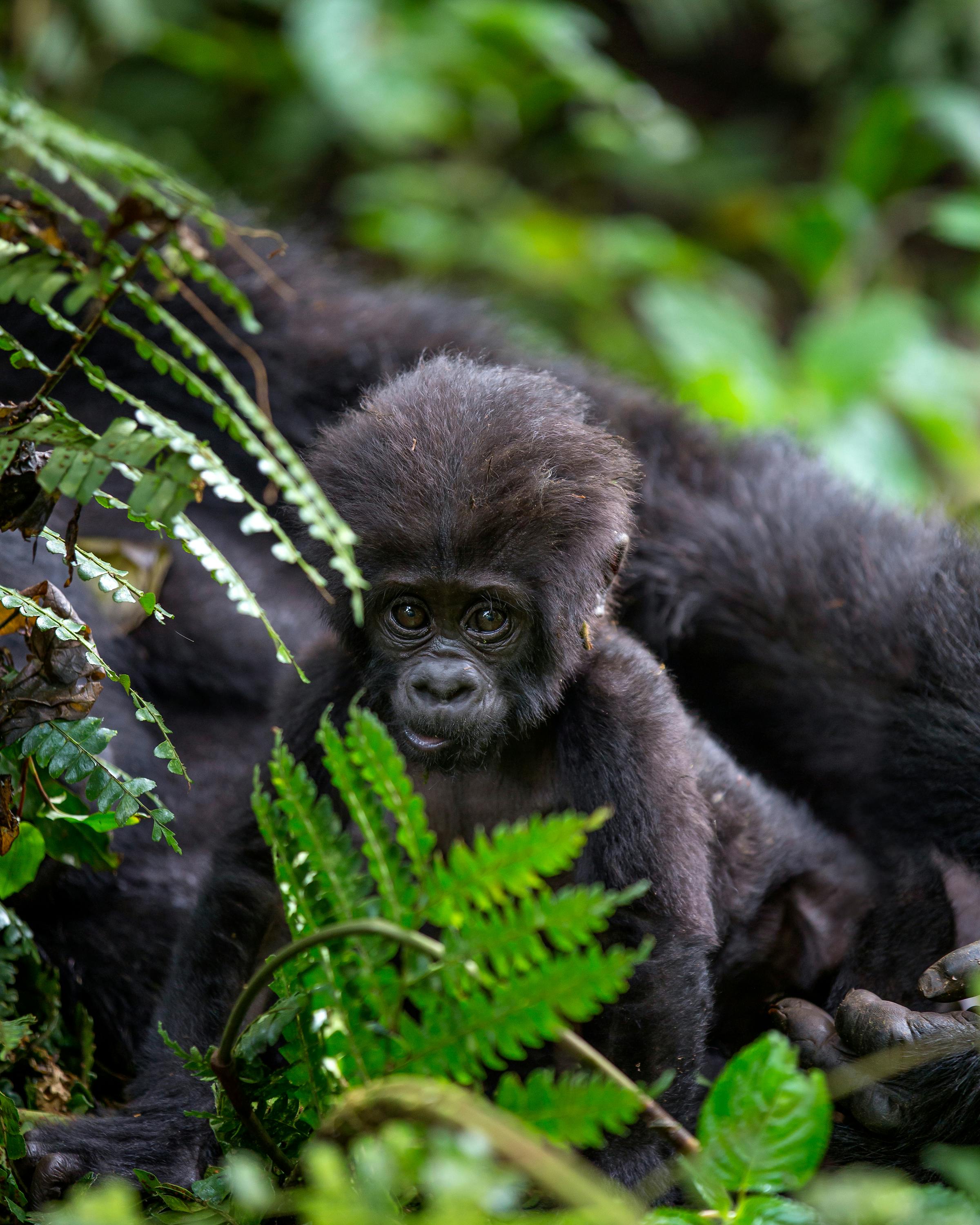 A gorilla peers through bright green fern fronds in dense forest, with soft light filtering through leaves.