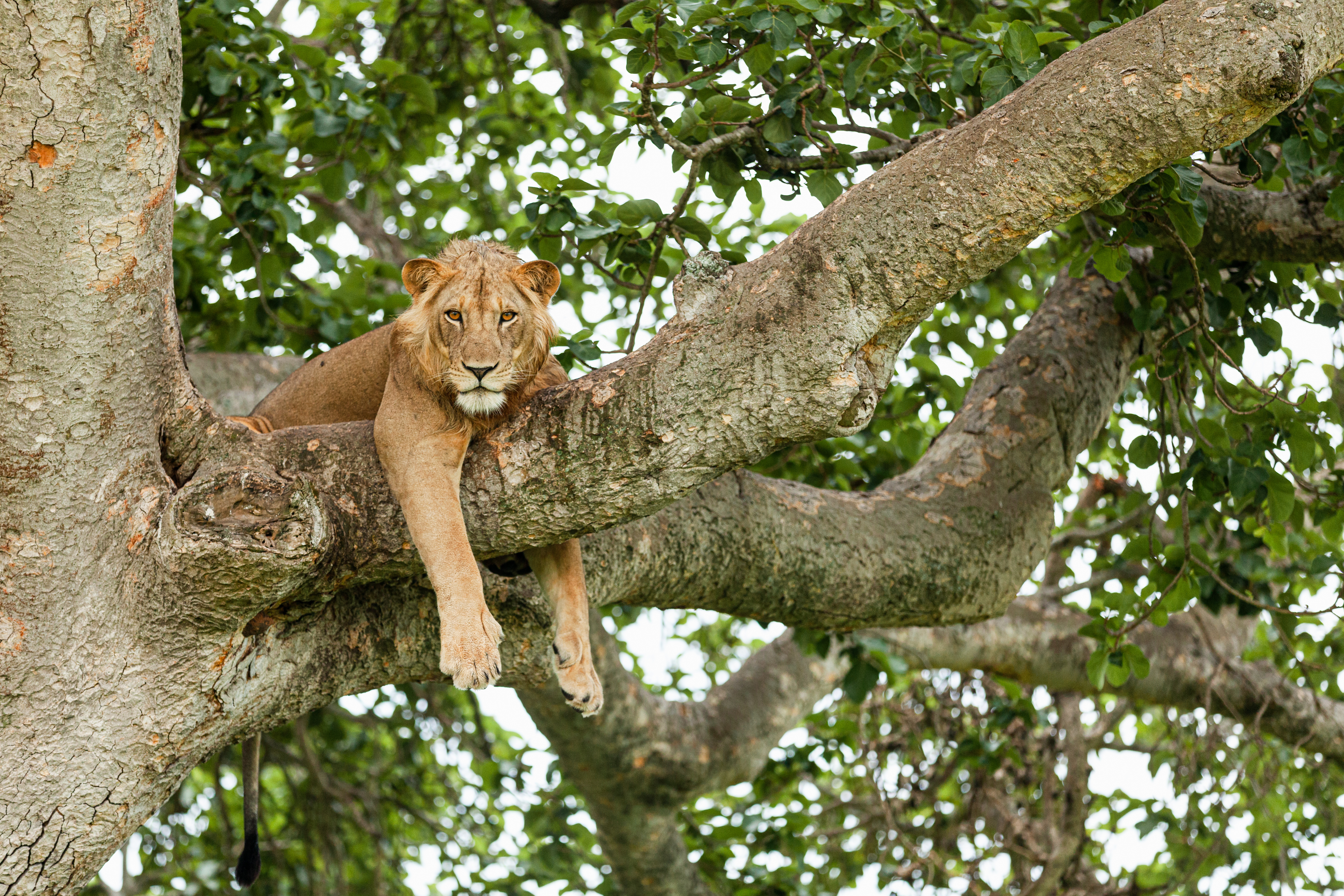 A lion lies stretched across a thick tree branch, looking down through green leaves against a pale sky above.