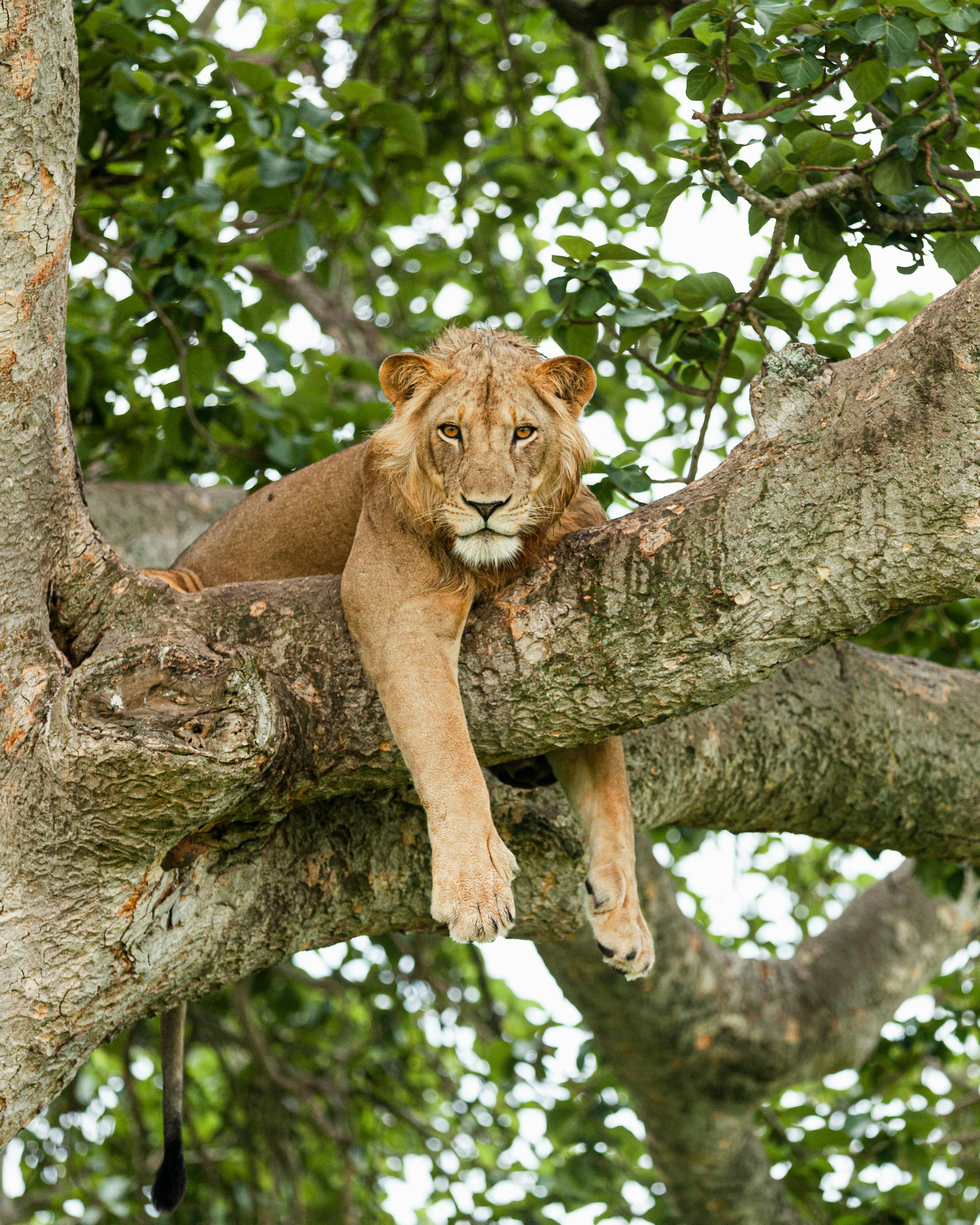 A lion lies stretched across a thick tree branch, looking down through green leaves against a pale sky above.