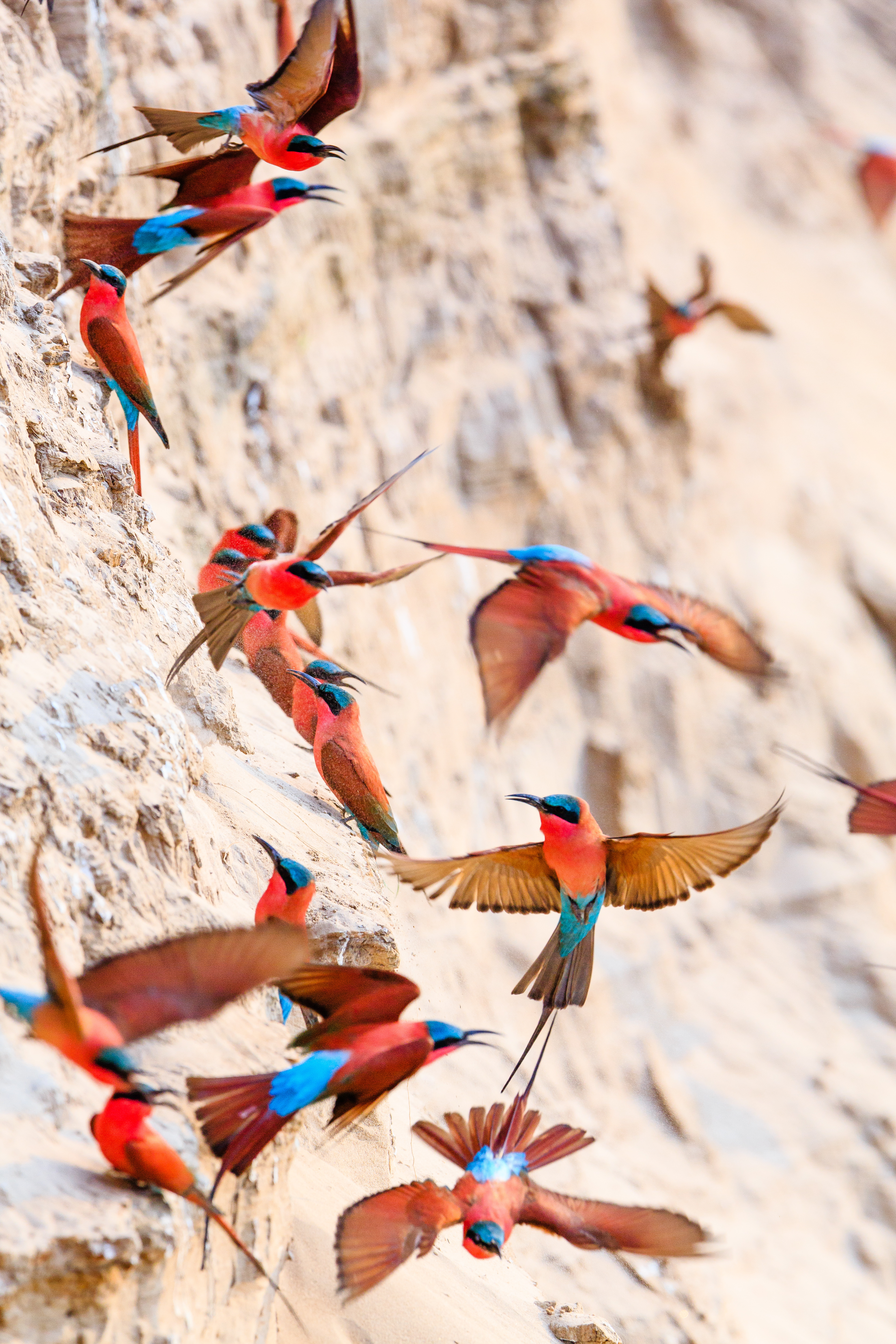 Flock of bright red-and-blue birds wheels beside a pale cliff face, wings blurred as they dart past the rock.