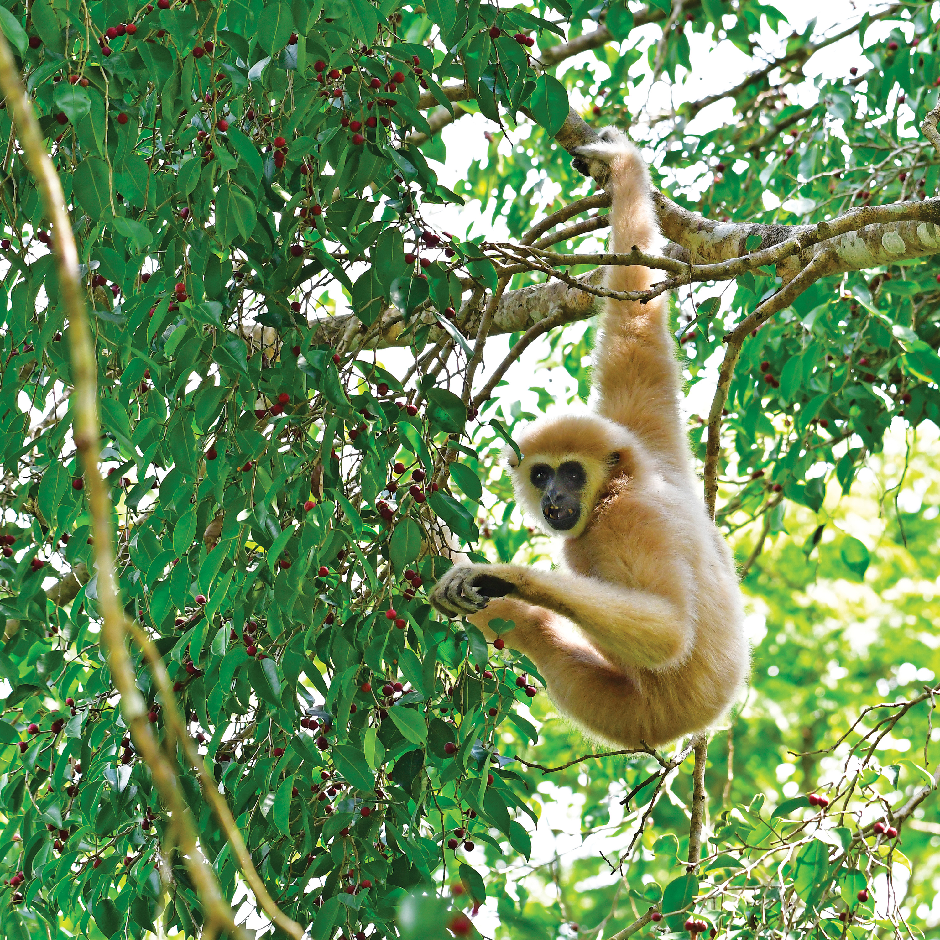 Gibbon hangs from a tree branch amid green leaves.