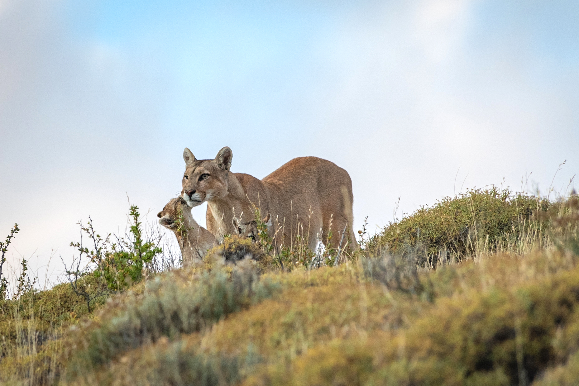 A puma stands in tall grass on a hillside under a pale sky.