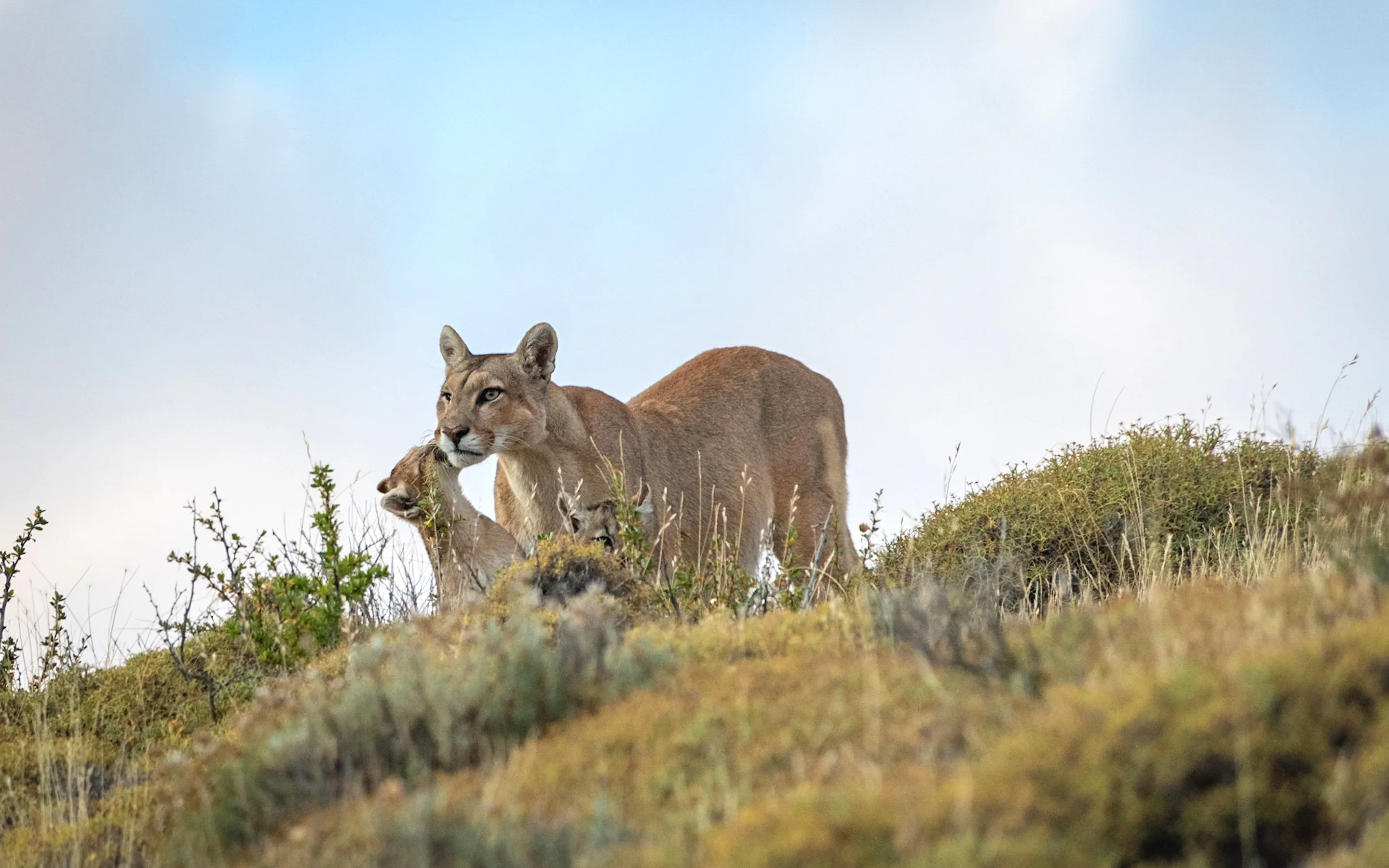 A puma stands in tall grass on a hillside under a pale sky.