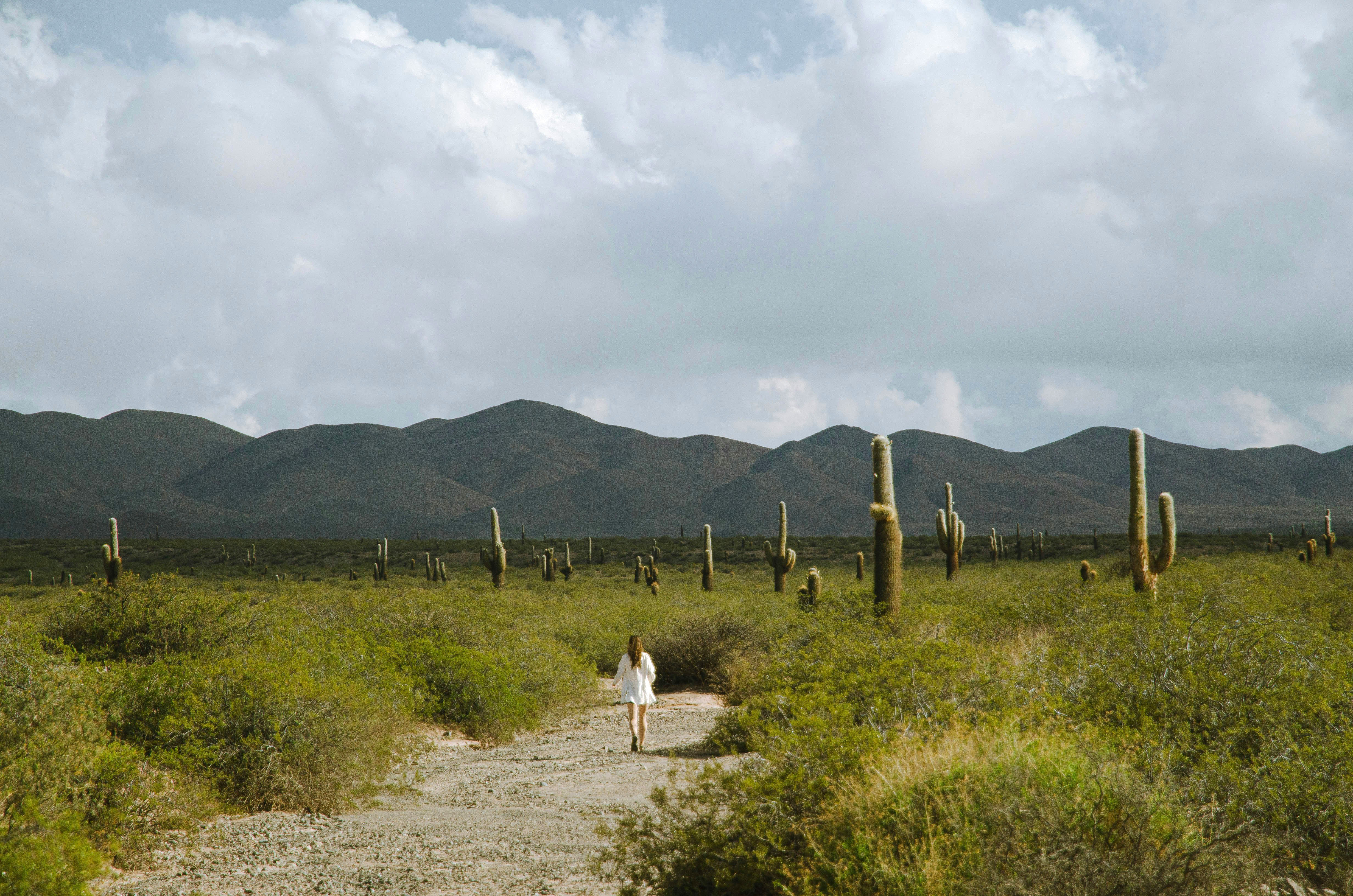 Person walks along a sandy path in a cactus-filled landscape with dark hills in the distance.