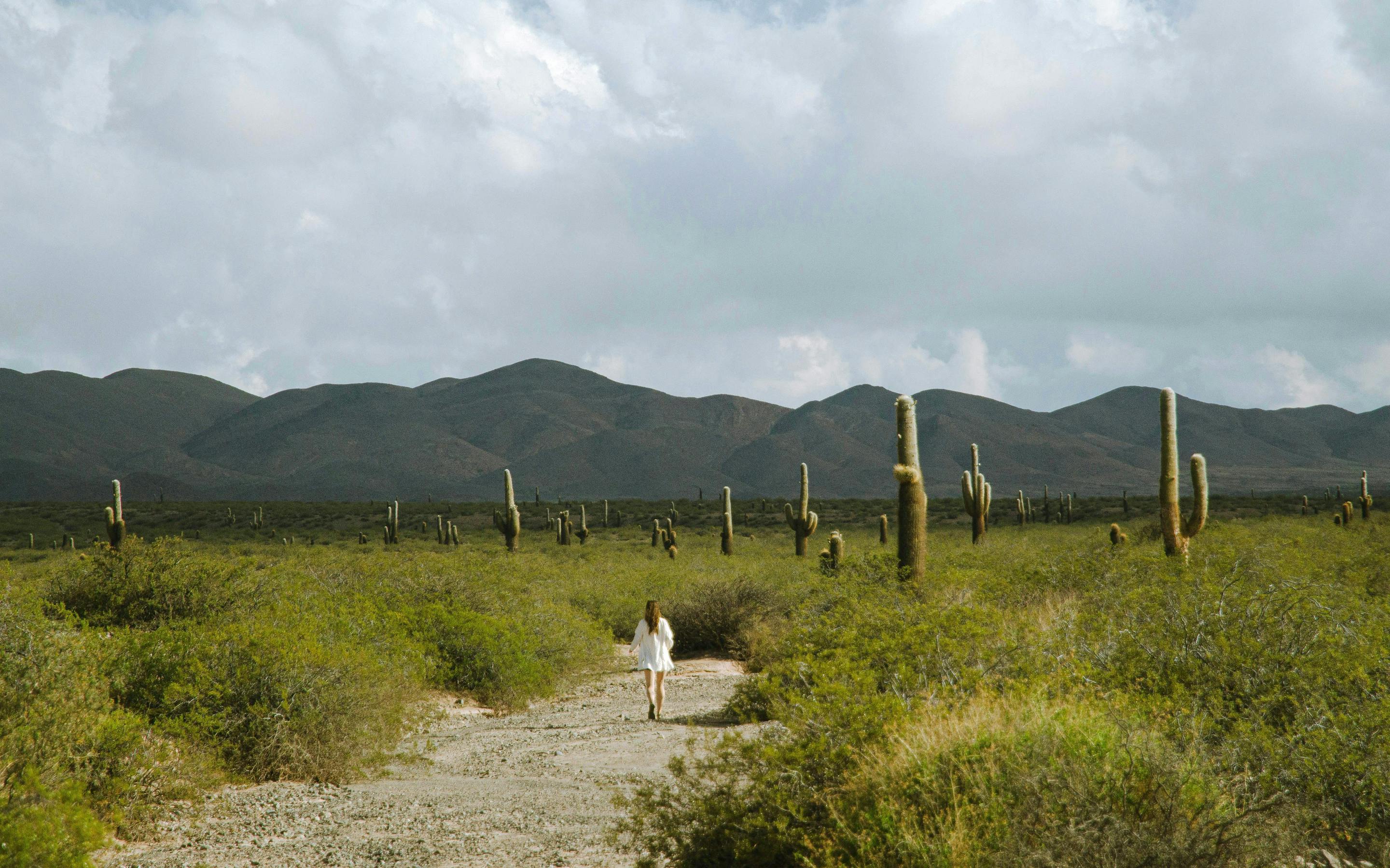 Person walks along a sandy path in a cactus-filled landscape with dark hills in the distance.
