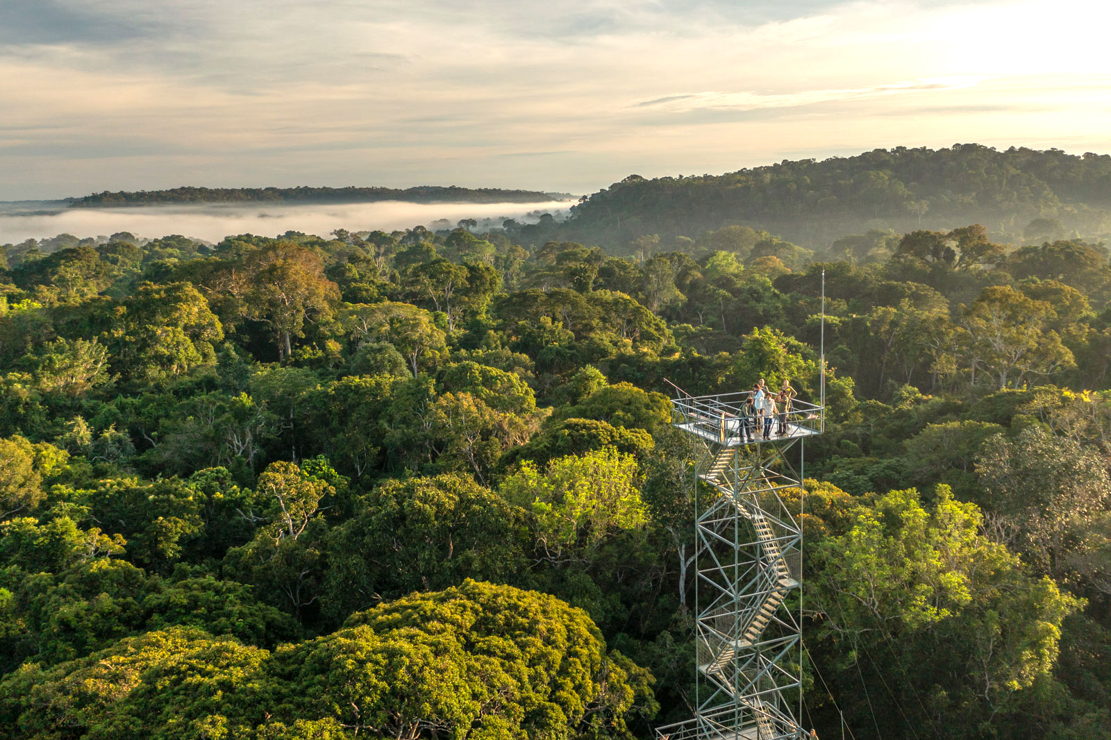 View over dense rainforest canopy with a tall observation tower rising above the trees.