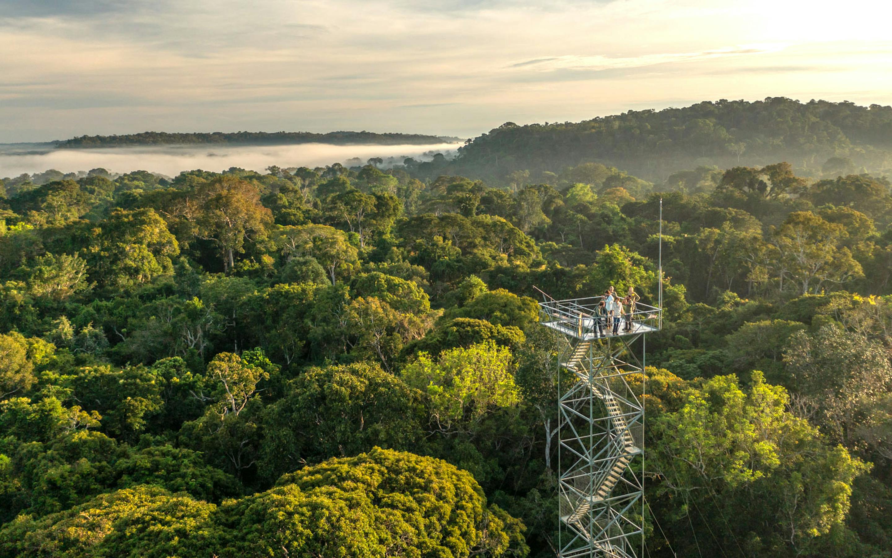 View over dense rainforest canopy with a tall observation tower rising above the trees.