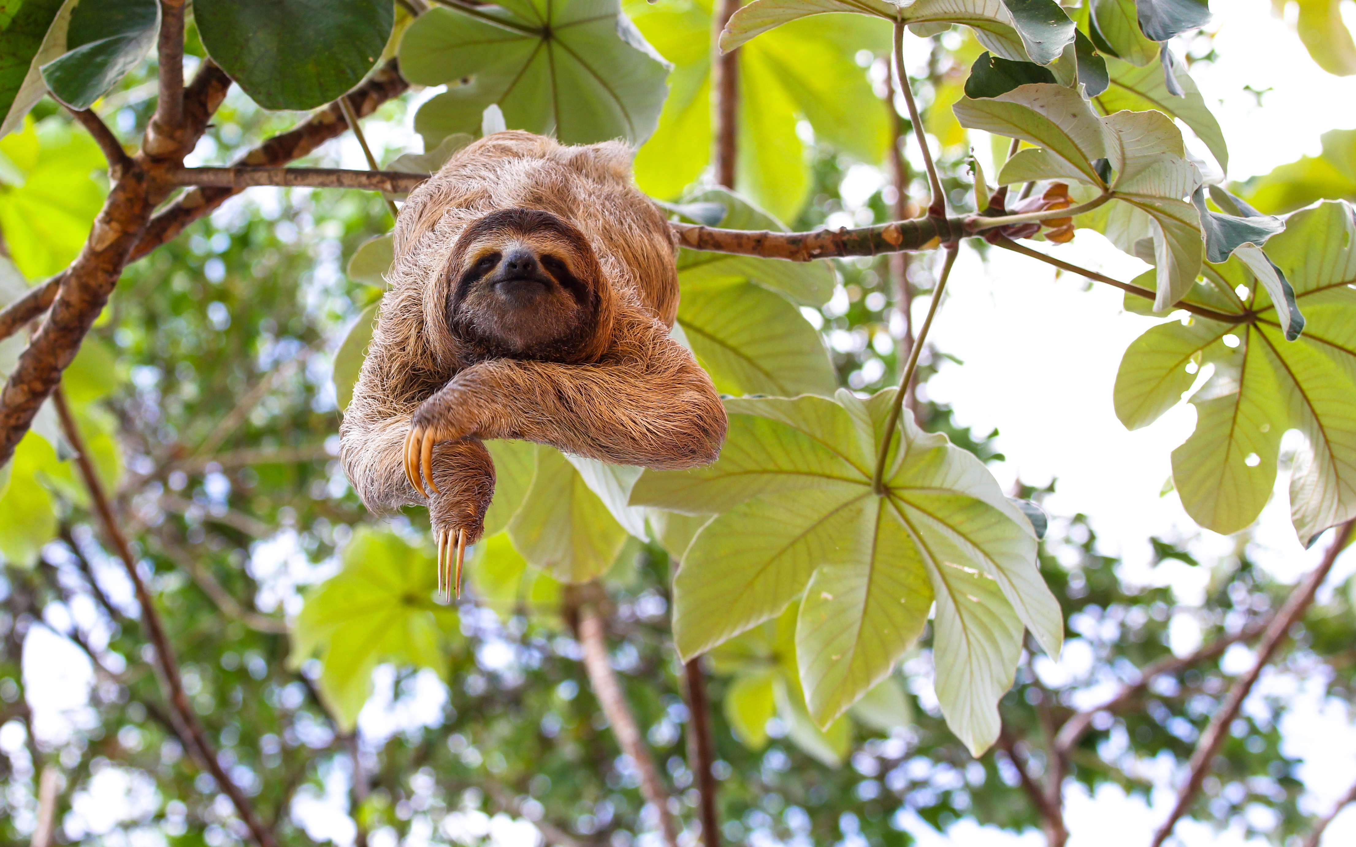 Sloth hangs from a tree branch among green leaves.
