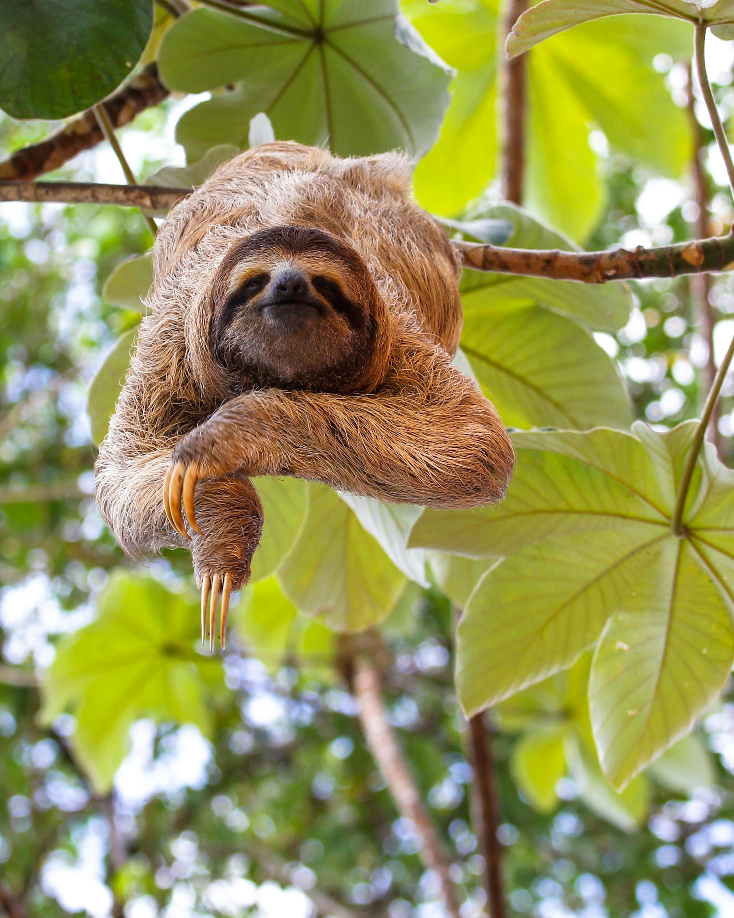 Sloth hangs from a tree branch among green leaves.