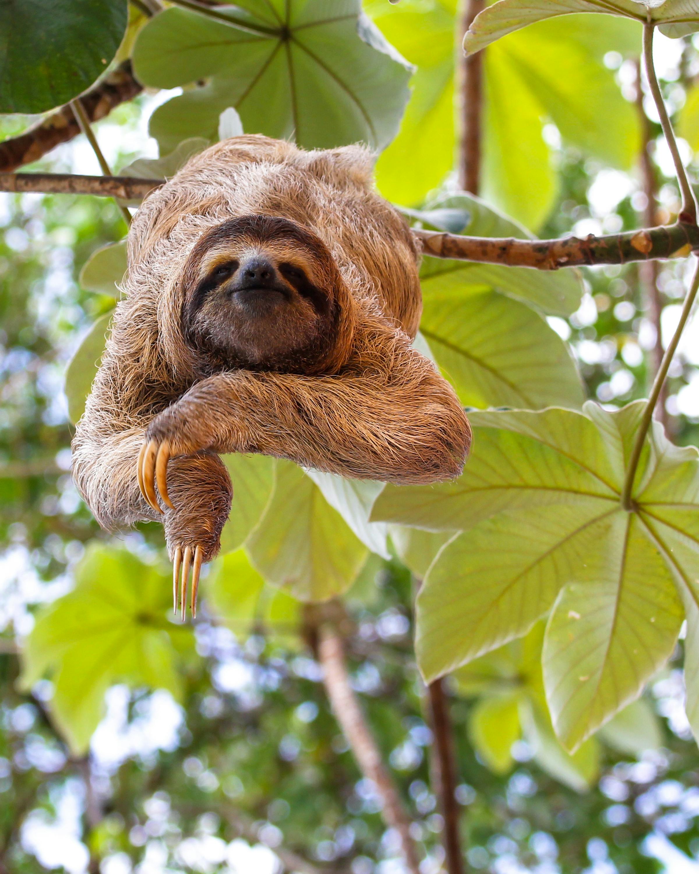 Sloth hangs from a tree branch among green leaves.