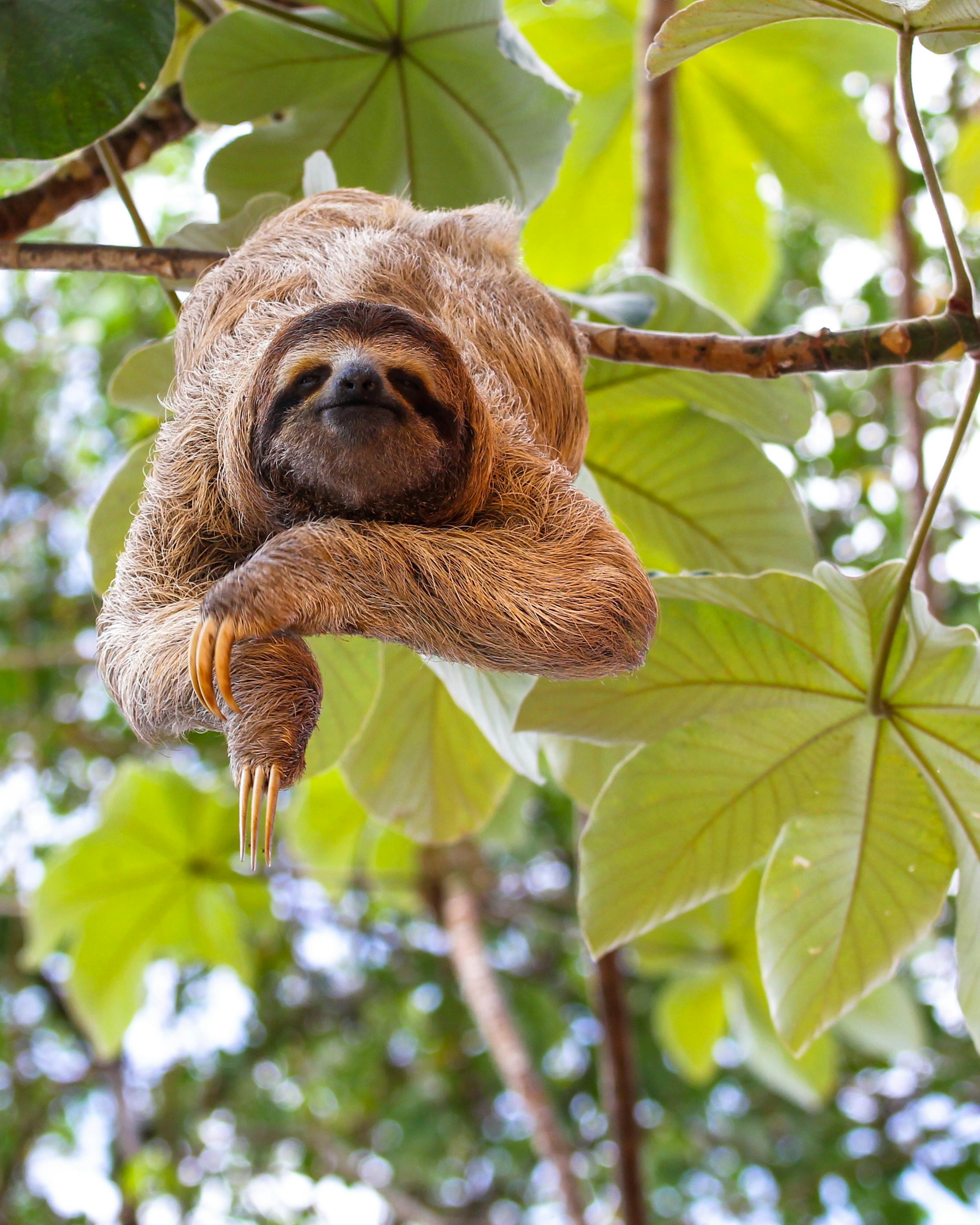 Sloth hangs from a tree branch among green leaves.