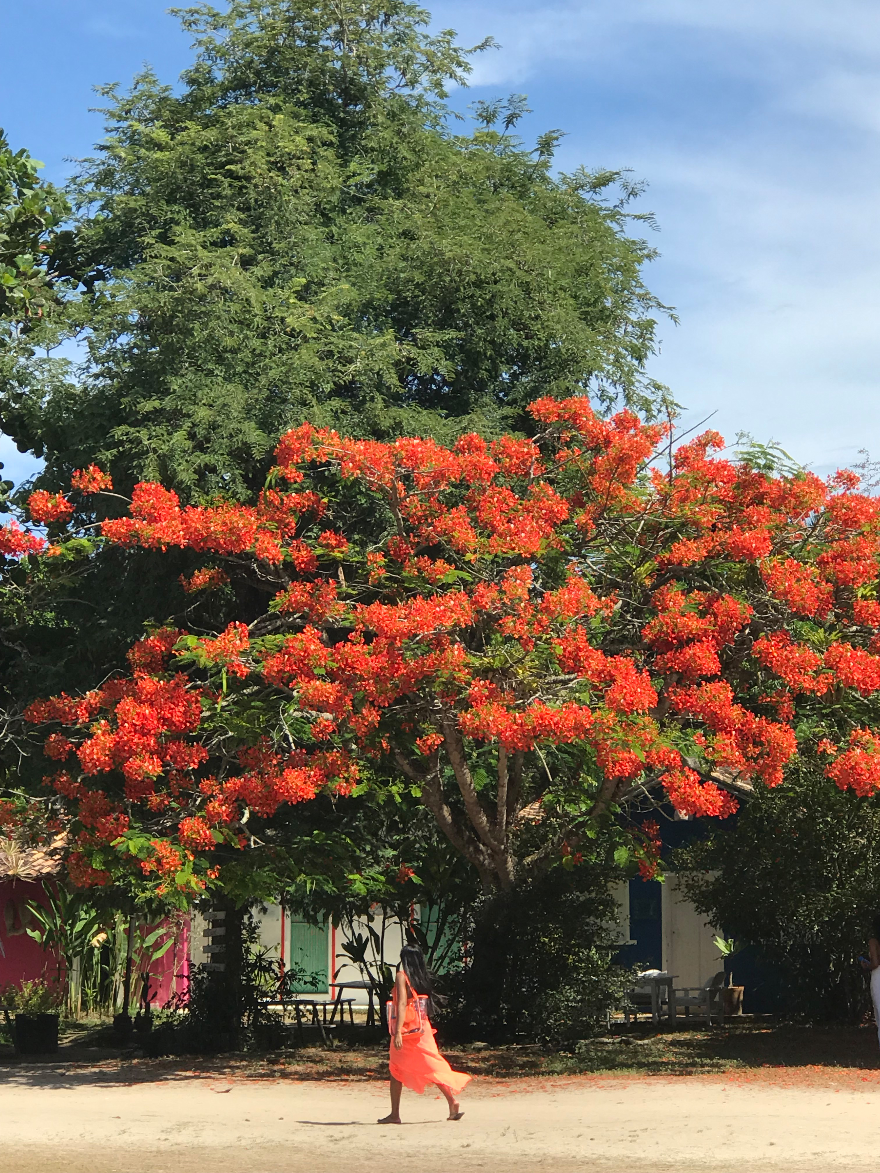Tree covered in red flowers shades a sandy courtyard with a person walking beneath it.