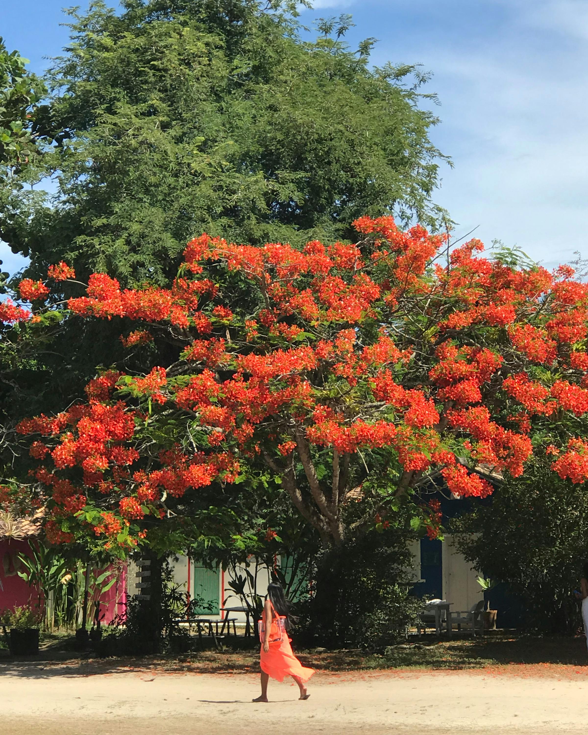 Tree covered in red flowers shades a sandy courtyard with a person walking beneath it.
