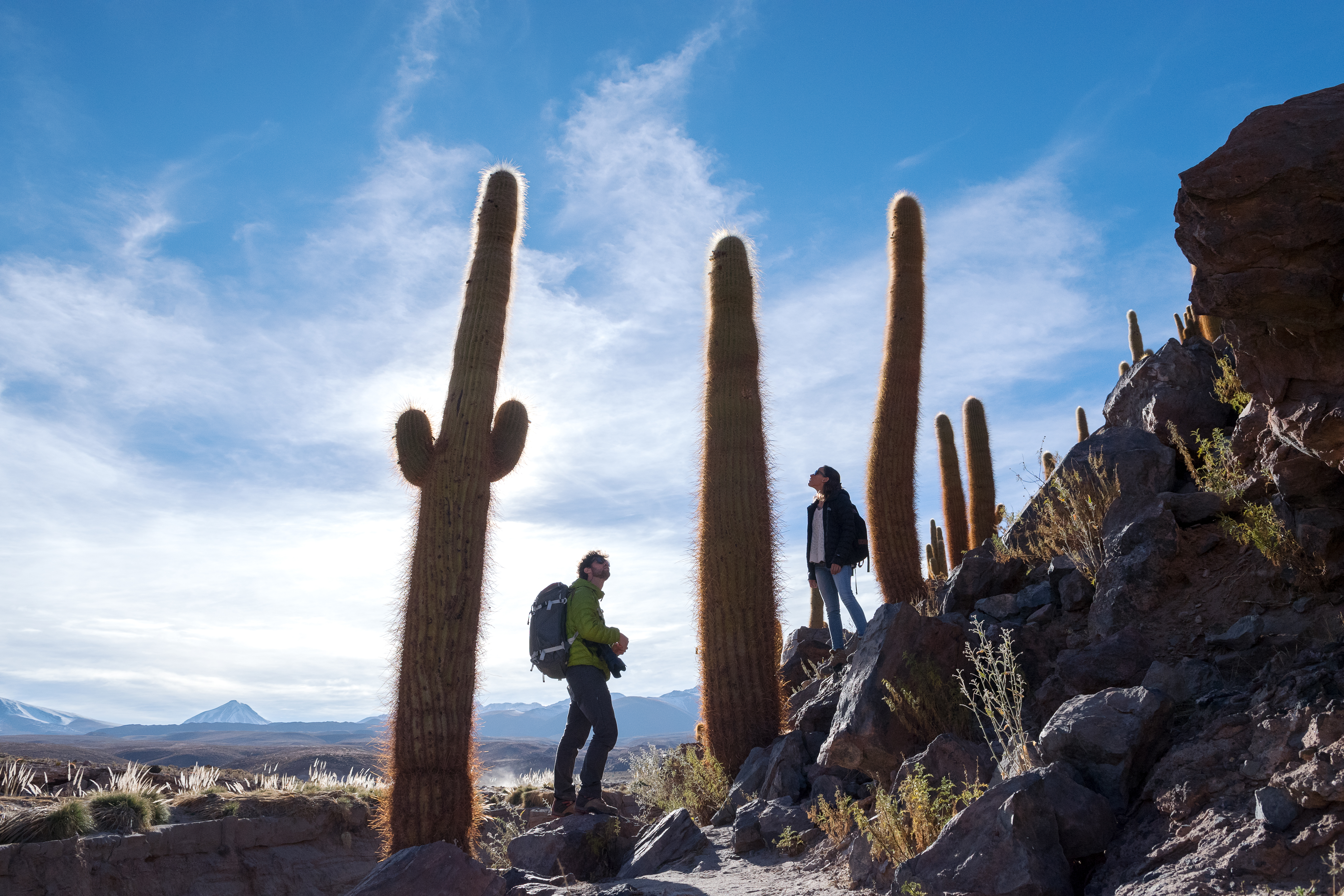 Hikers walk among tall cacti on rocky ground under a bright sky.