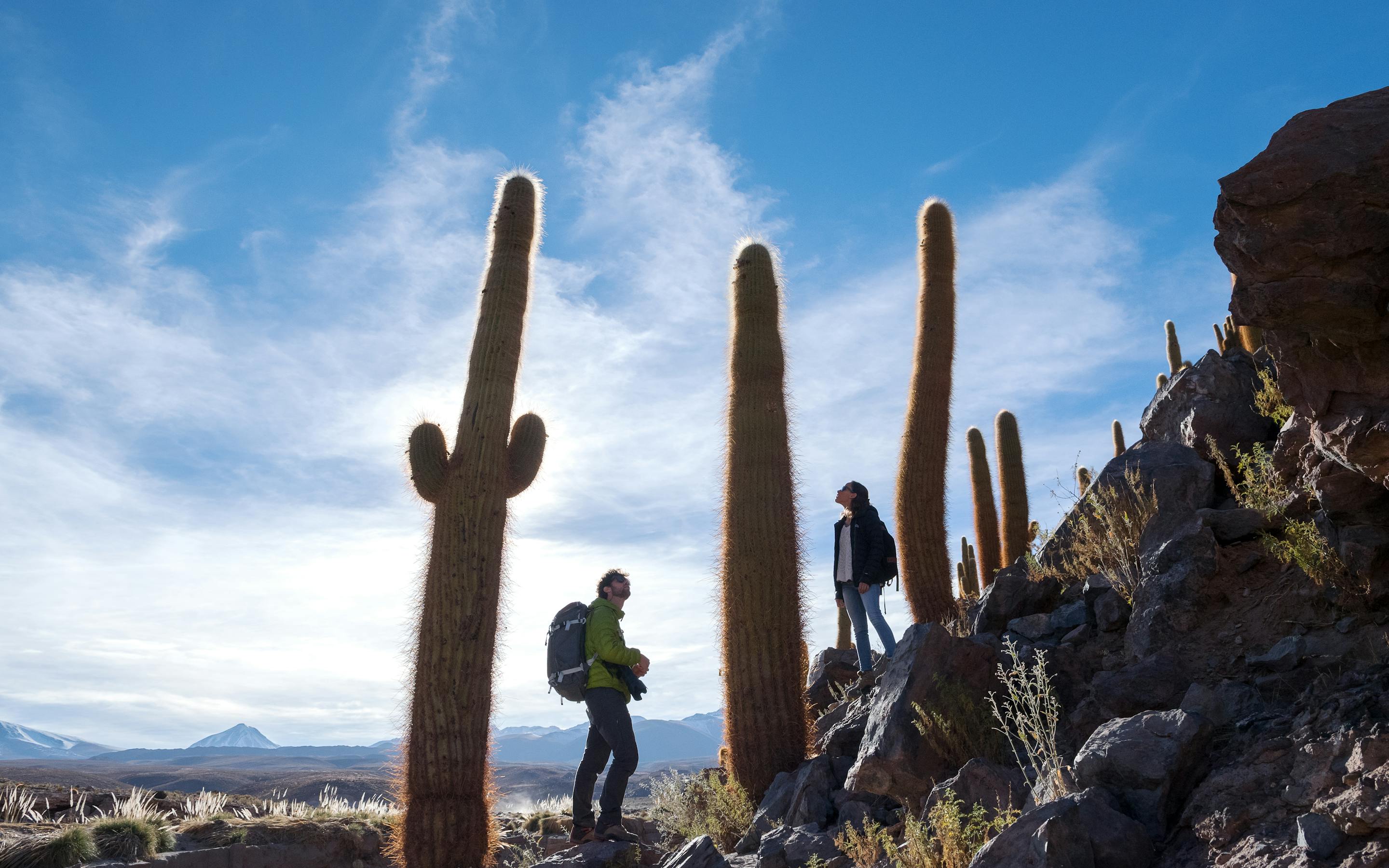 Hikers walk among tall cacti on rocky ground under a bright sky.