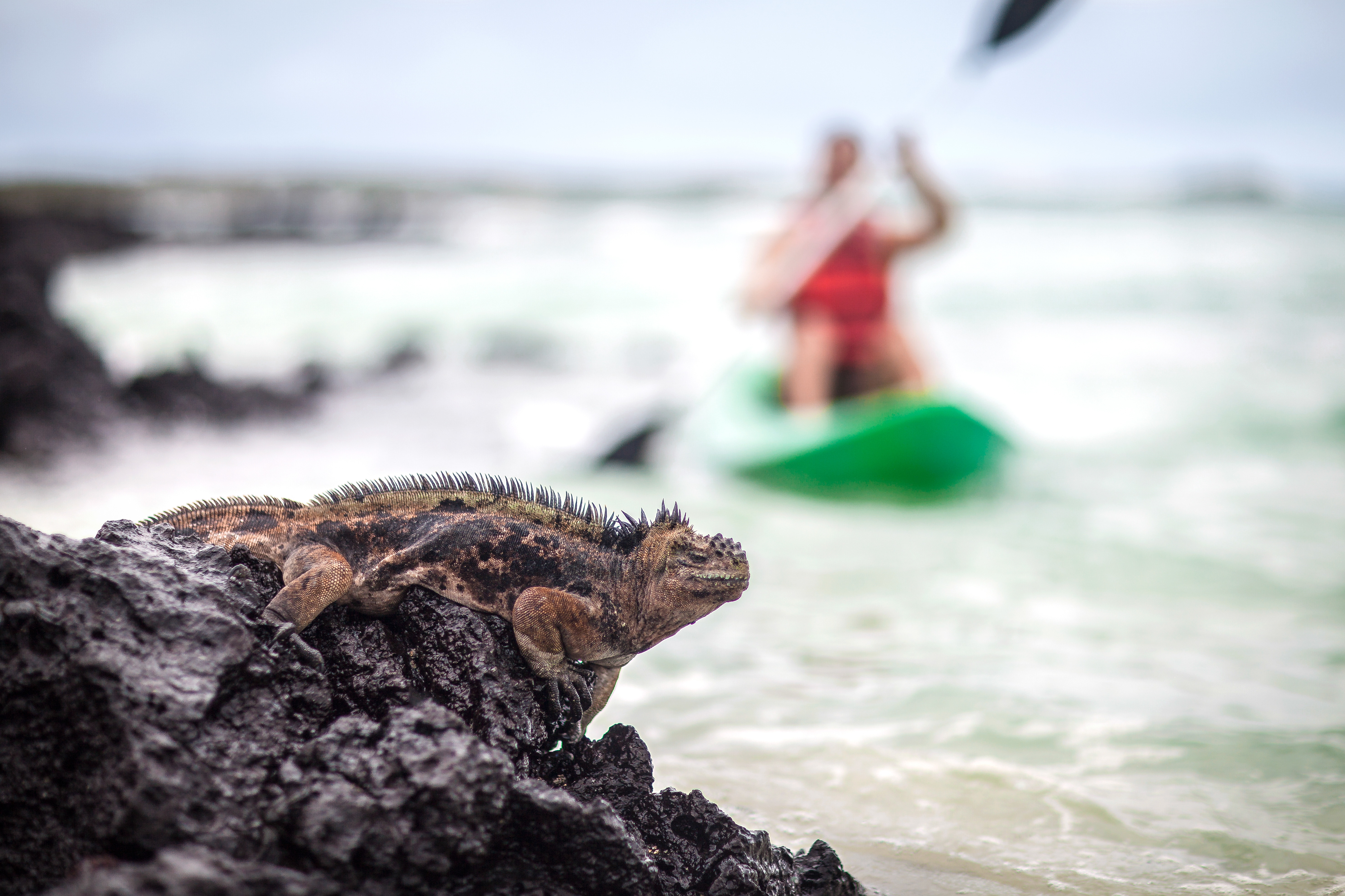 Marine iguana rests on a rock as a kayaker paddles in the water behind it.