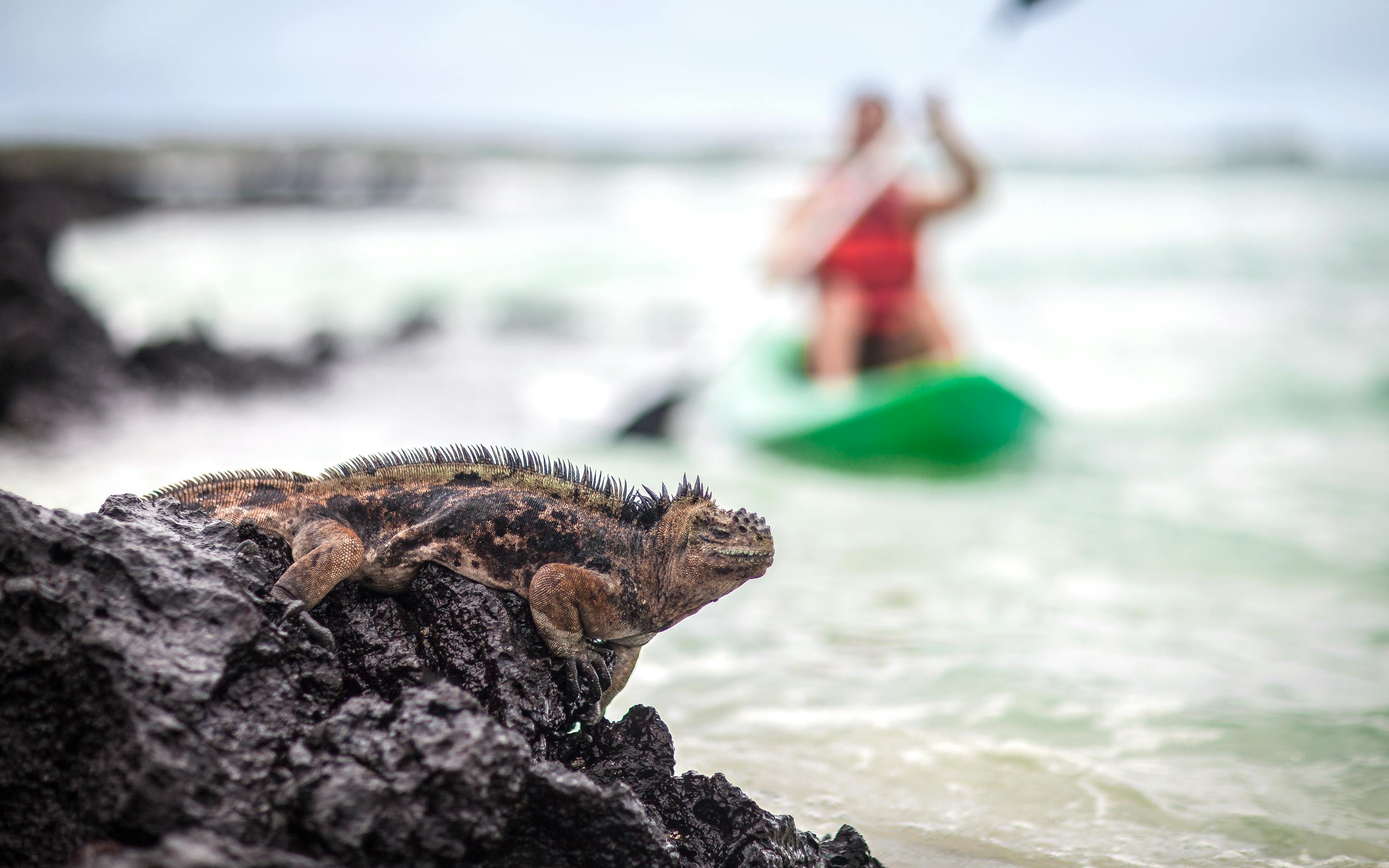 Marine iguana rests on a rock as a kayaker paddles in the water behind it.