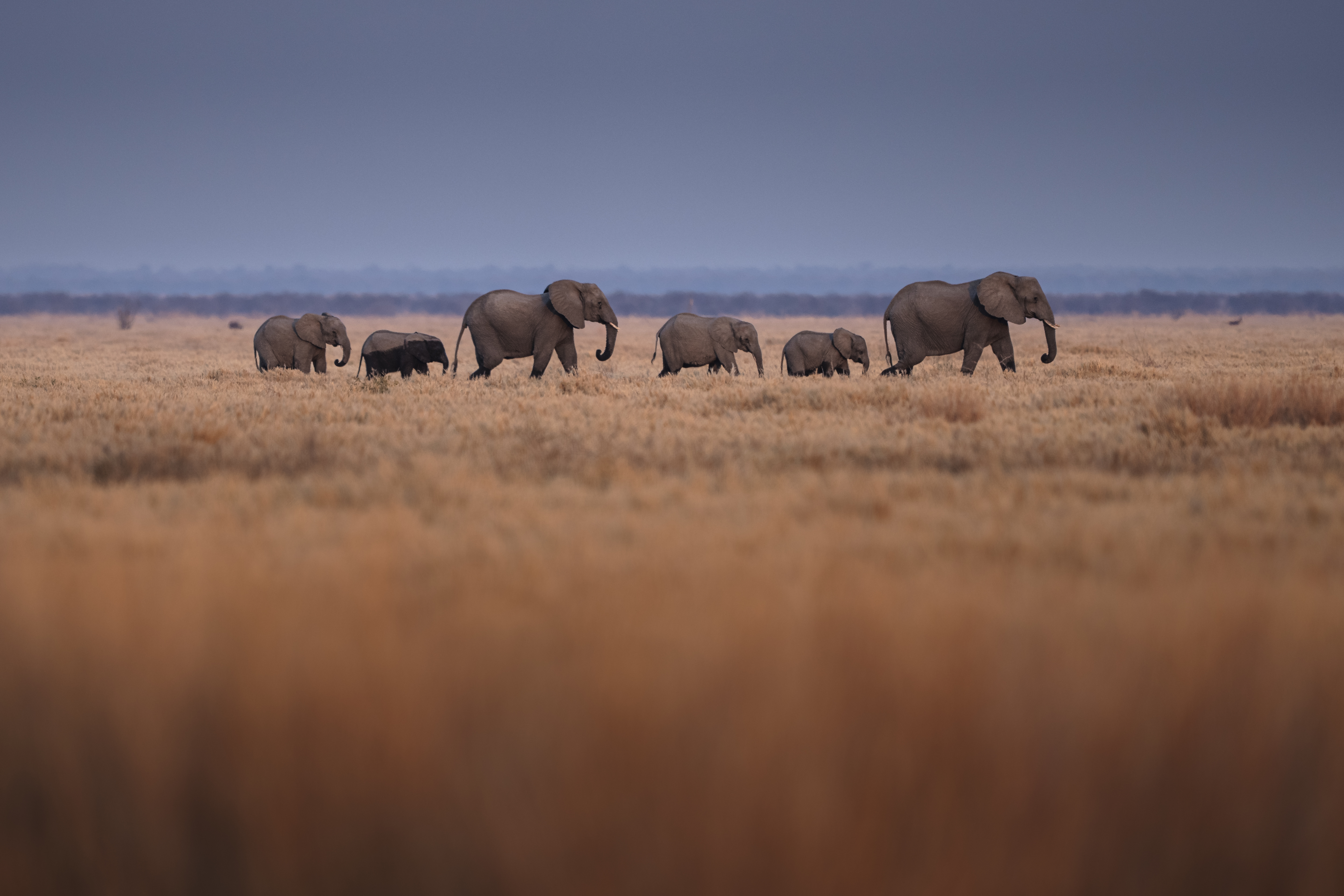 A herd of elephants moves through sunlit savanna grassland, with low hills and scattered acacia trees beyond them.