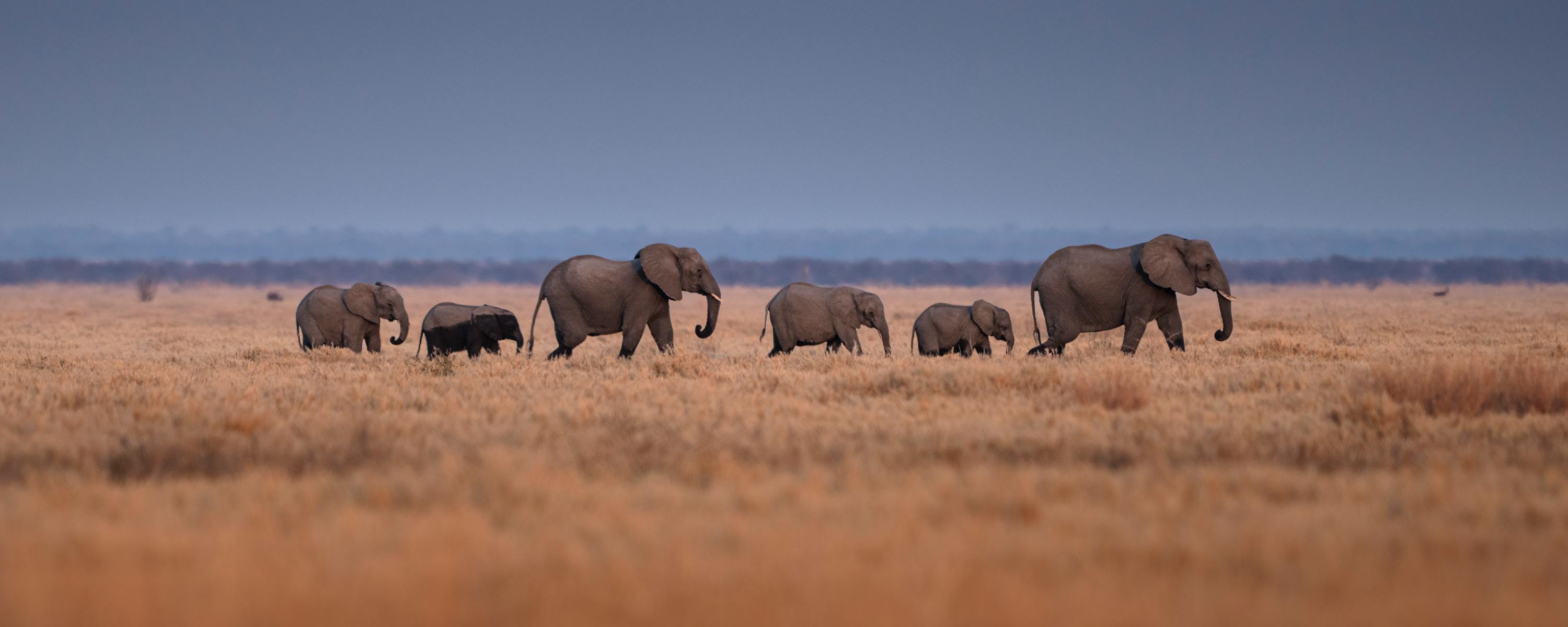 A herd of elephants moves through sunlit savanna grassland, with low hills and scattered acacia trees beyond them.