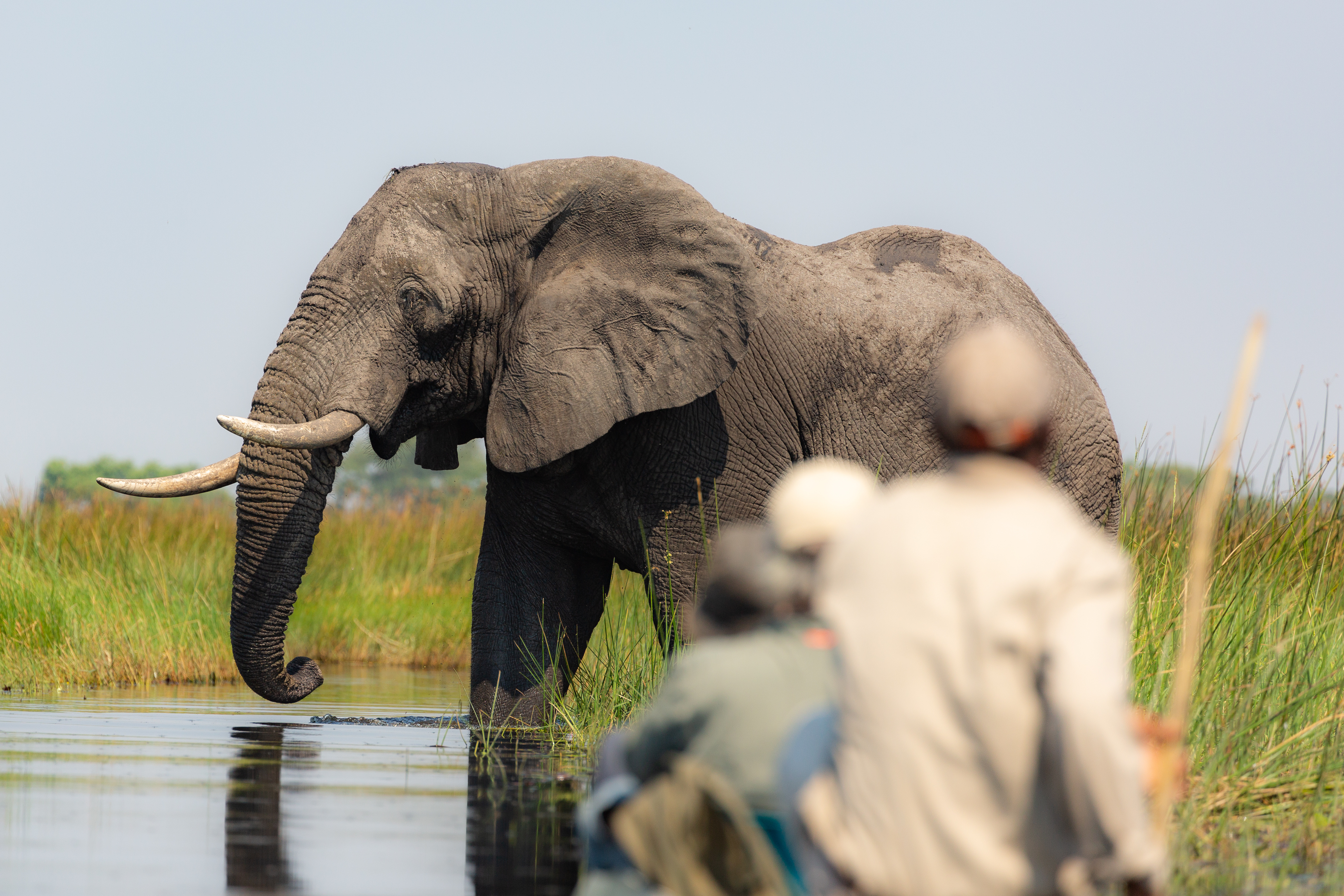 Guests in a boat watch an elephant wade through shallow water, its trunk raised as it crosses the channel.