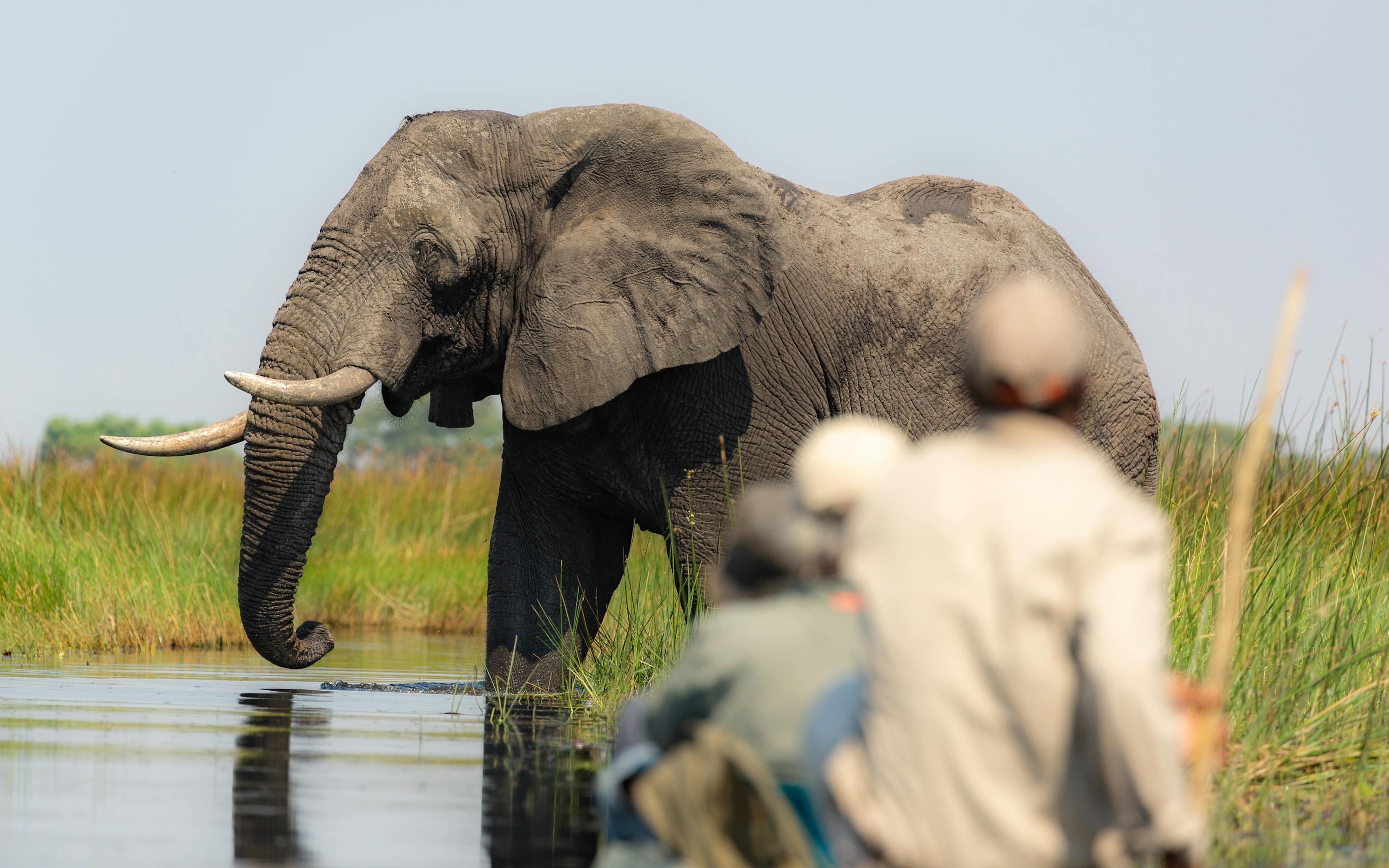 Guests in a boat watch an elephant wade through shallow water, its trunk raised as it crosses the channel.