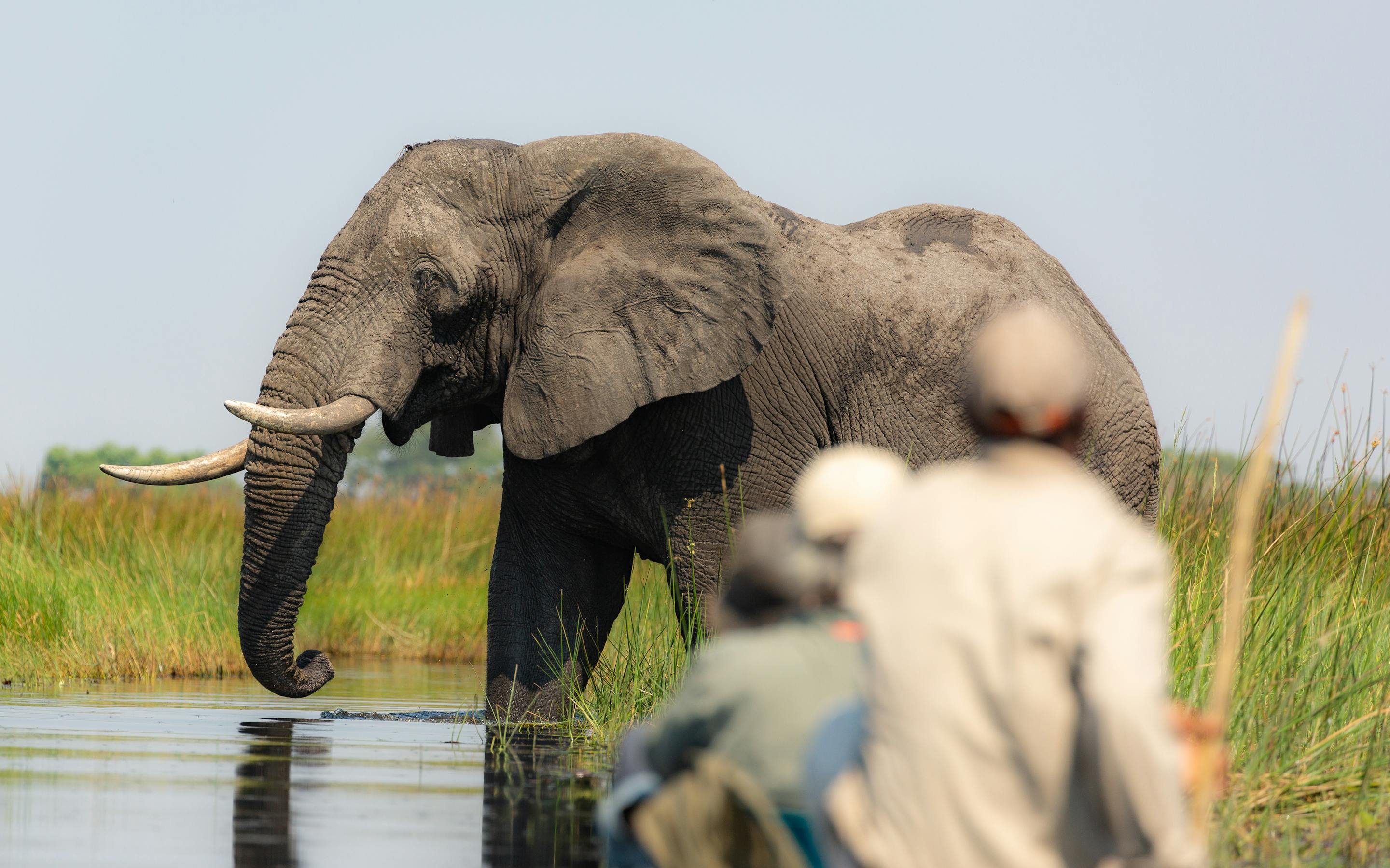 Guests in a boat watch an elephant wade through shallow water, its trunk raised as it crosses the channel.