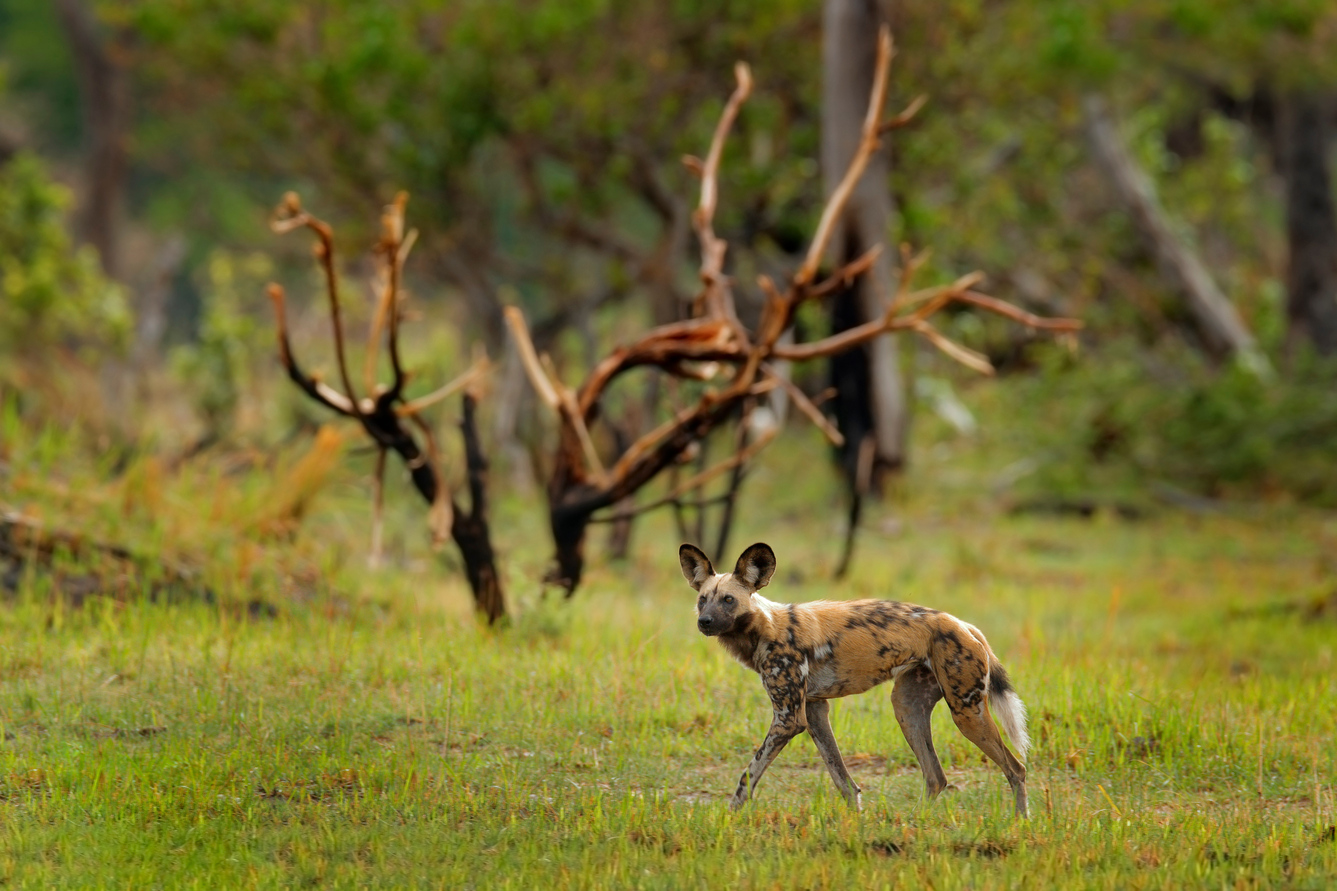 An African wild dog stands alert in tall grass, ears pricked forward as it watches the surrounding bushland.