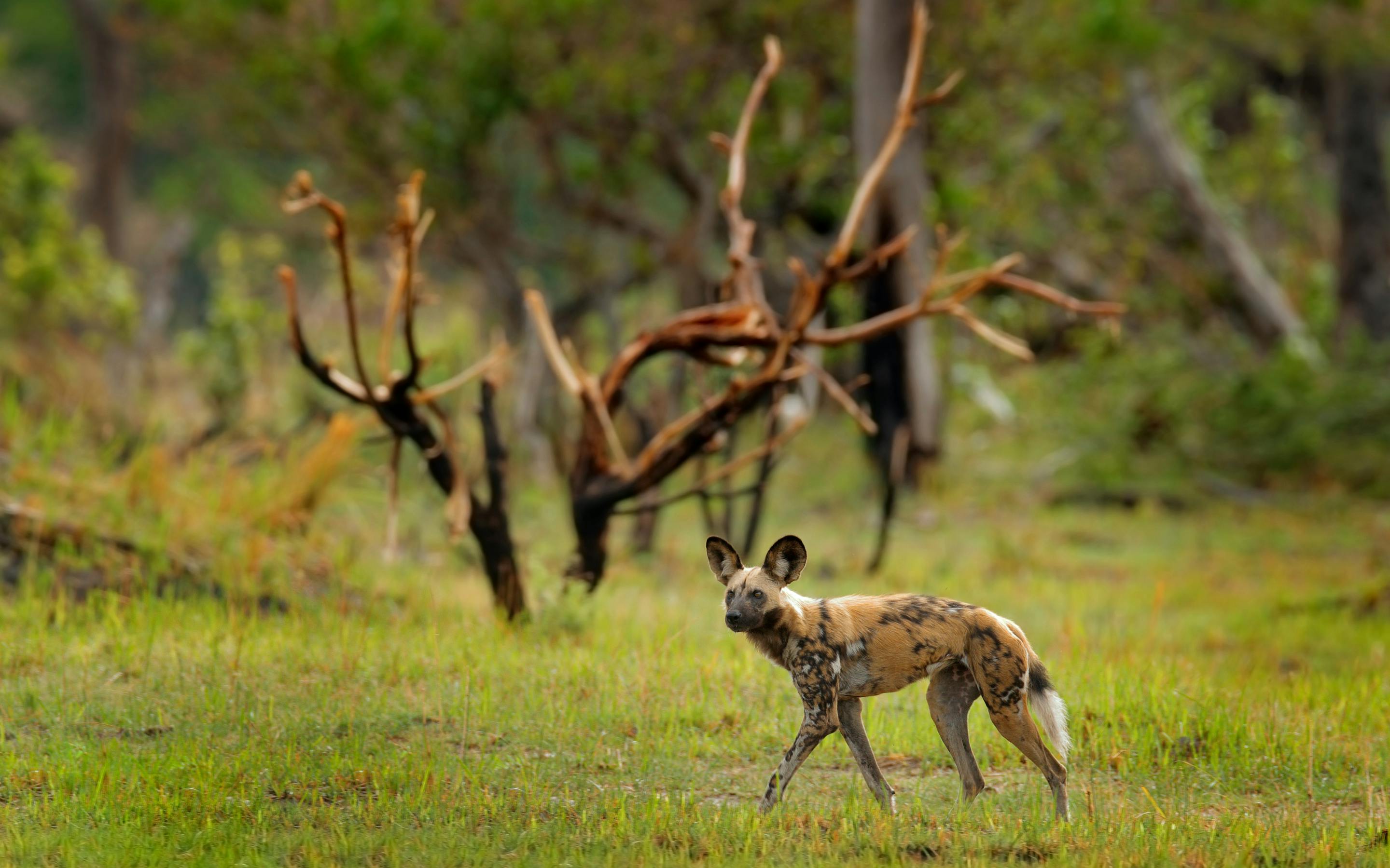 An African wild dog stands alert in tall grass, ears pricked forward as it watches the surrounding bushland.