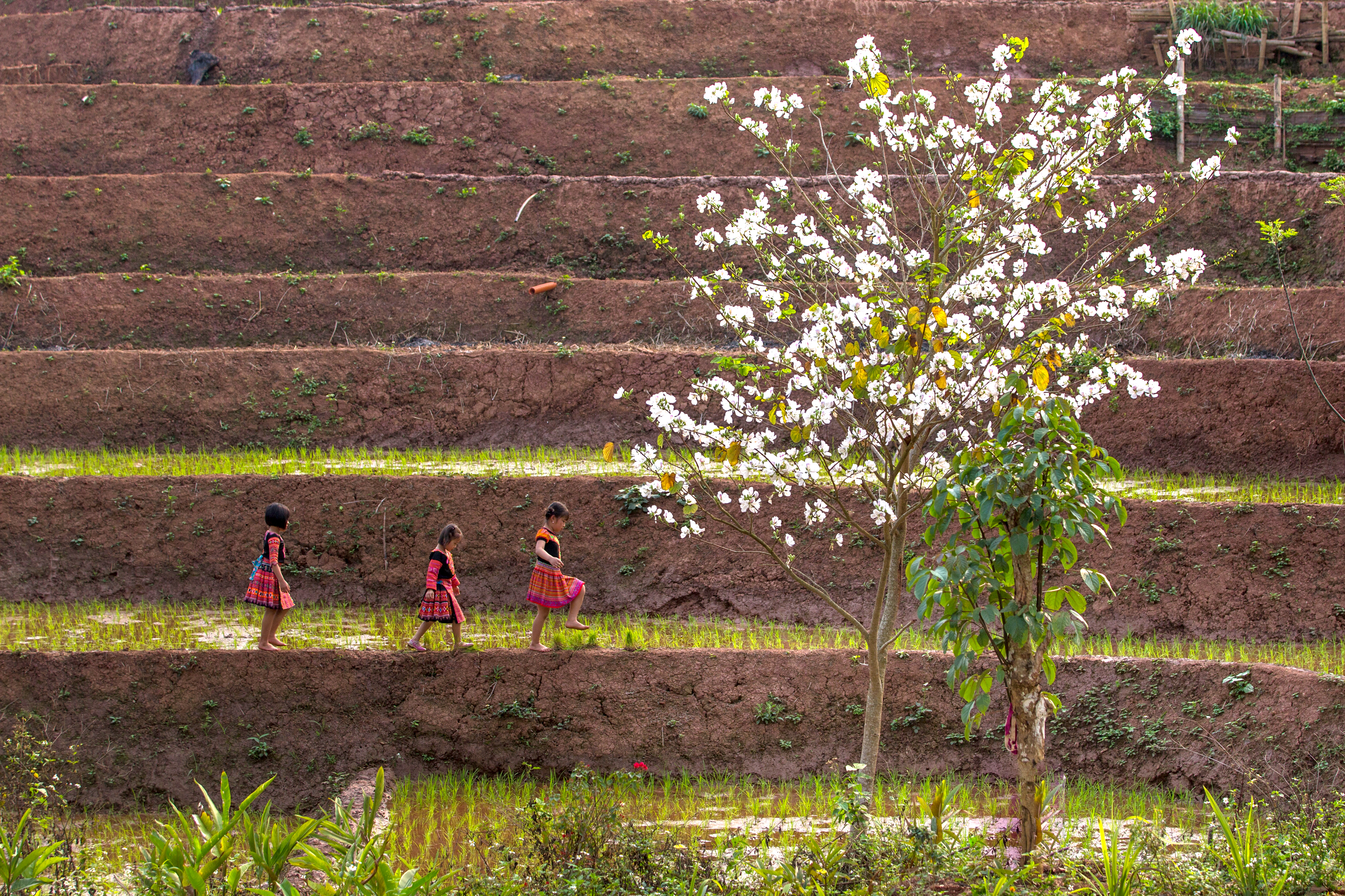People walk along terraced fields beneath a flowering tree, with green hills and a hazy valley beyond under soft daylight.