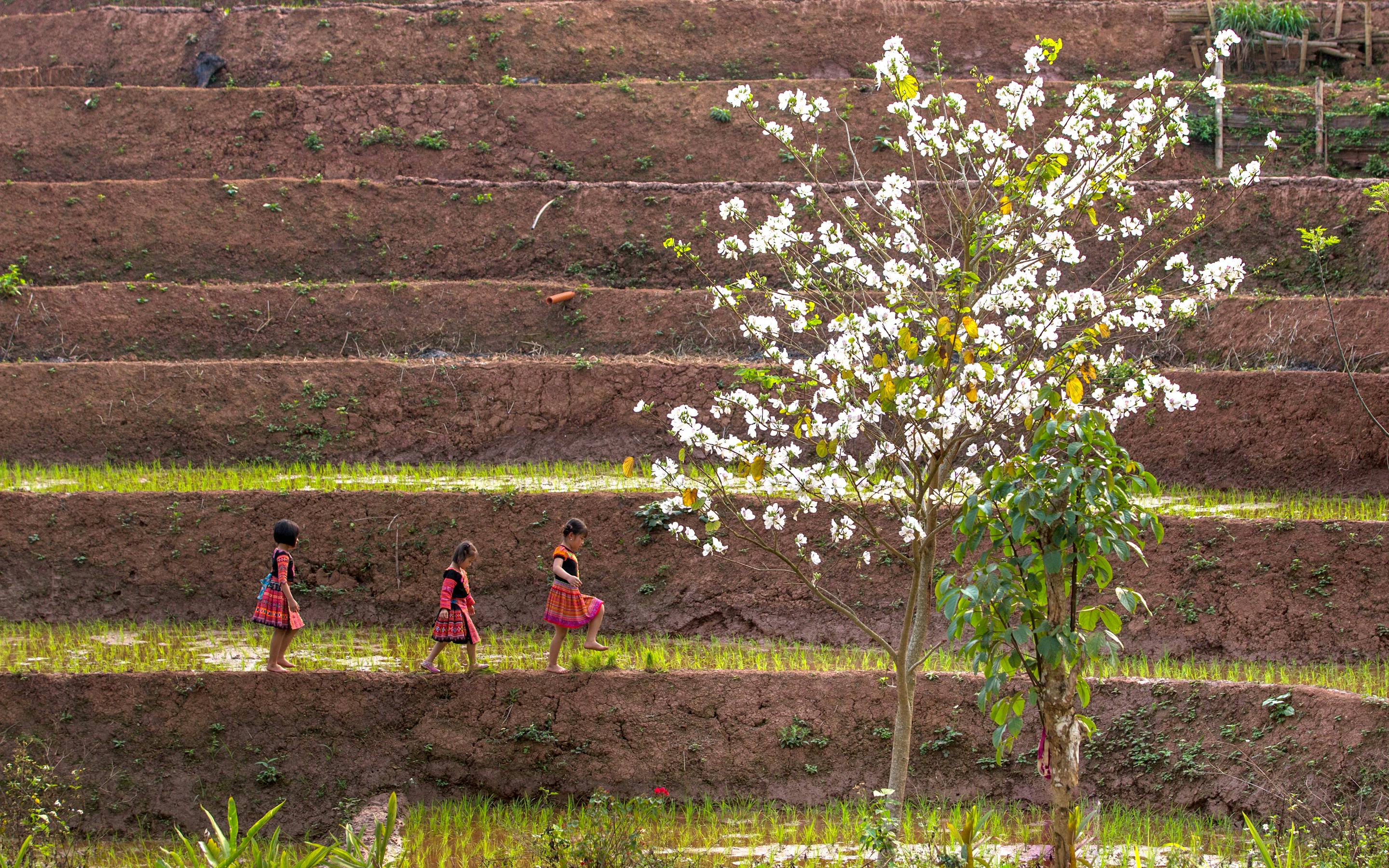 People walk along terraced fields beneath a flowering tree, with green hills and a hazy valley beyond under soft daylight.