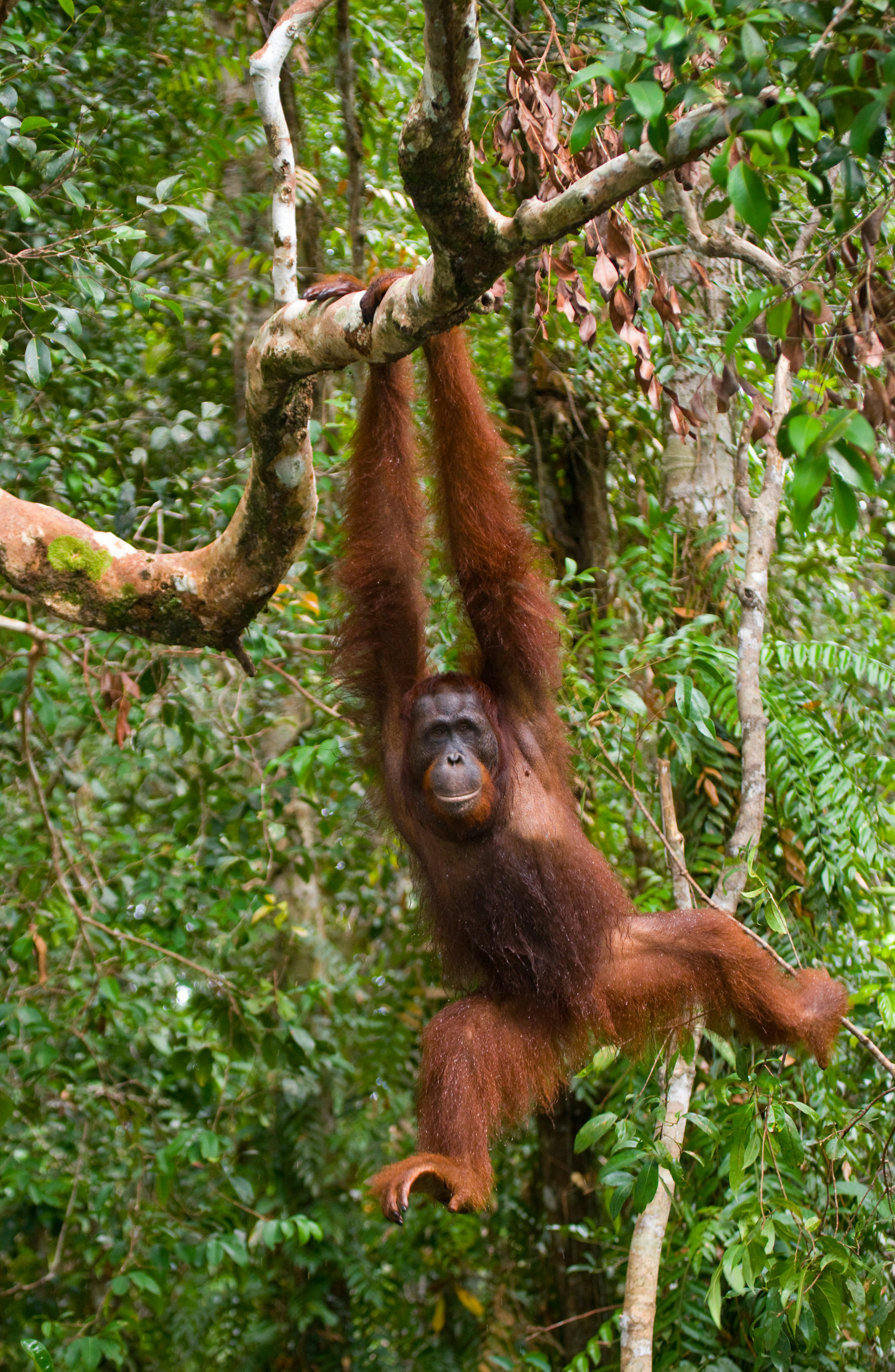 Orangutan hangs from tree branches in a rainforest, with green leaves framing the animal’s face under soft daylight.