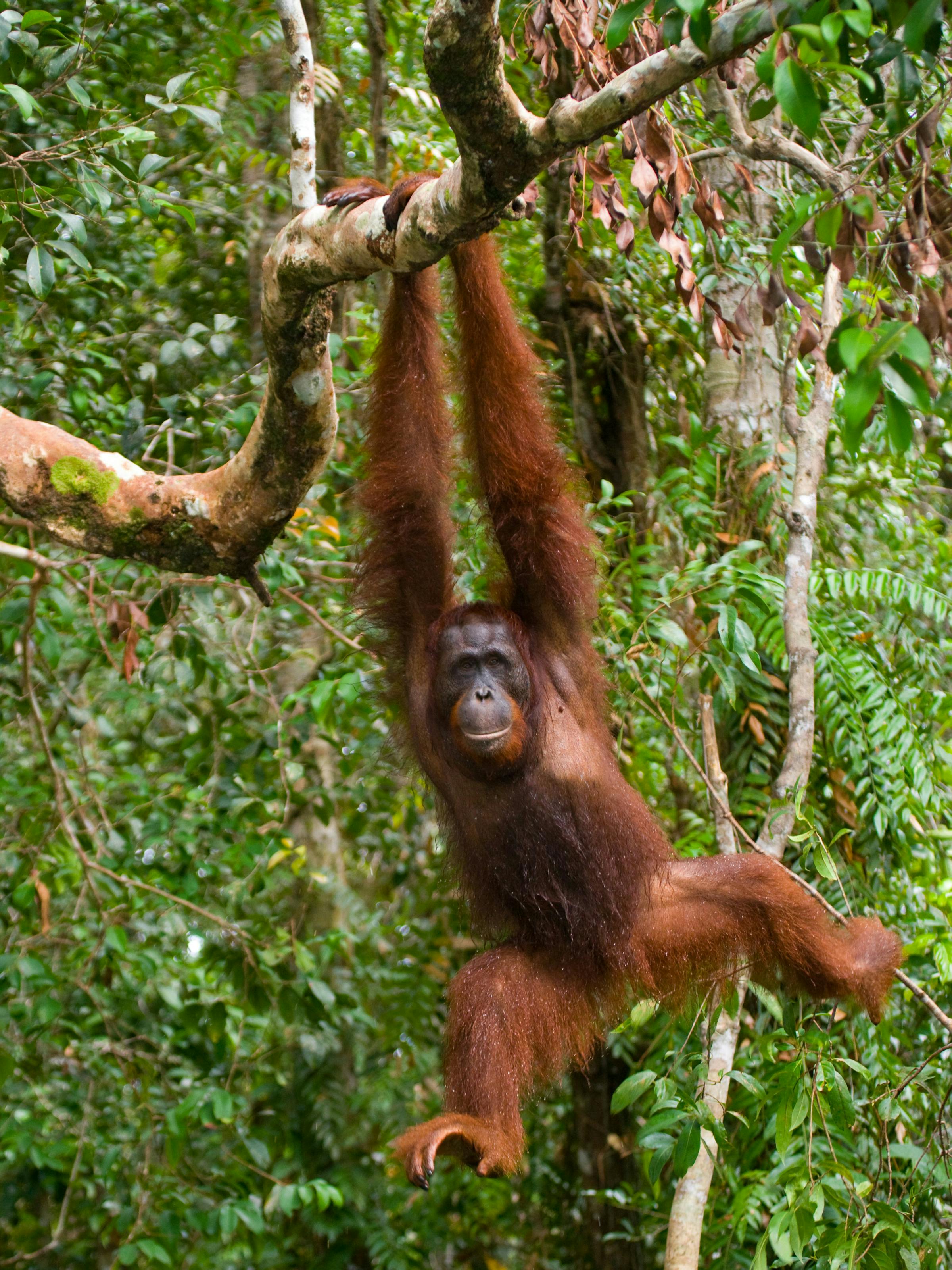 Orangutan hangs from tree branches in a rainforest, with green leaves framing the animal’s face under soft daylight.