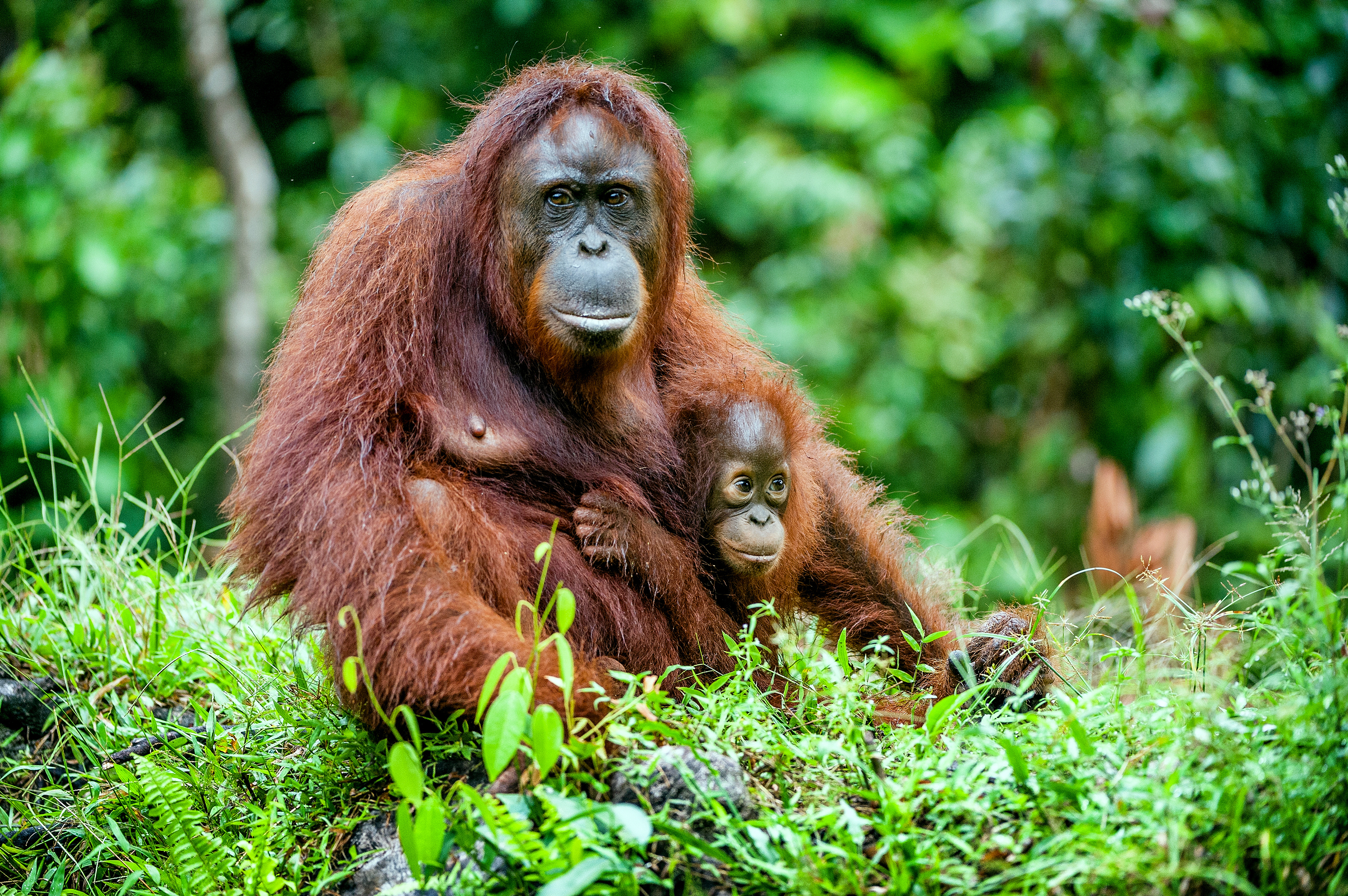 Orangutan mother cradles her baby in tall grass, with green leaves and soft background blur under soft daylight.
