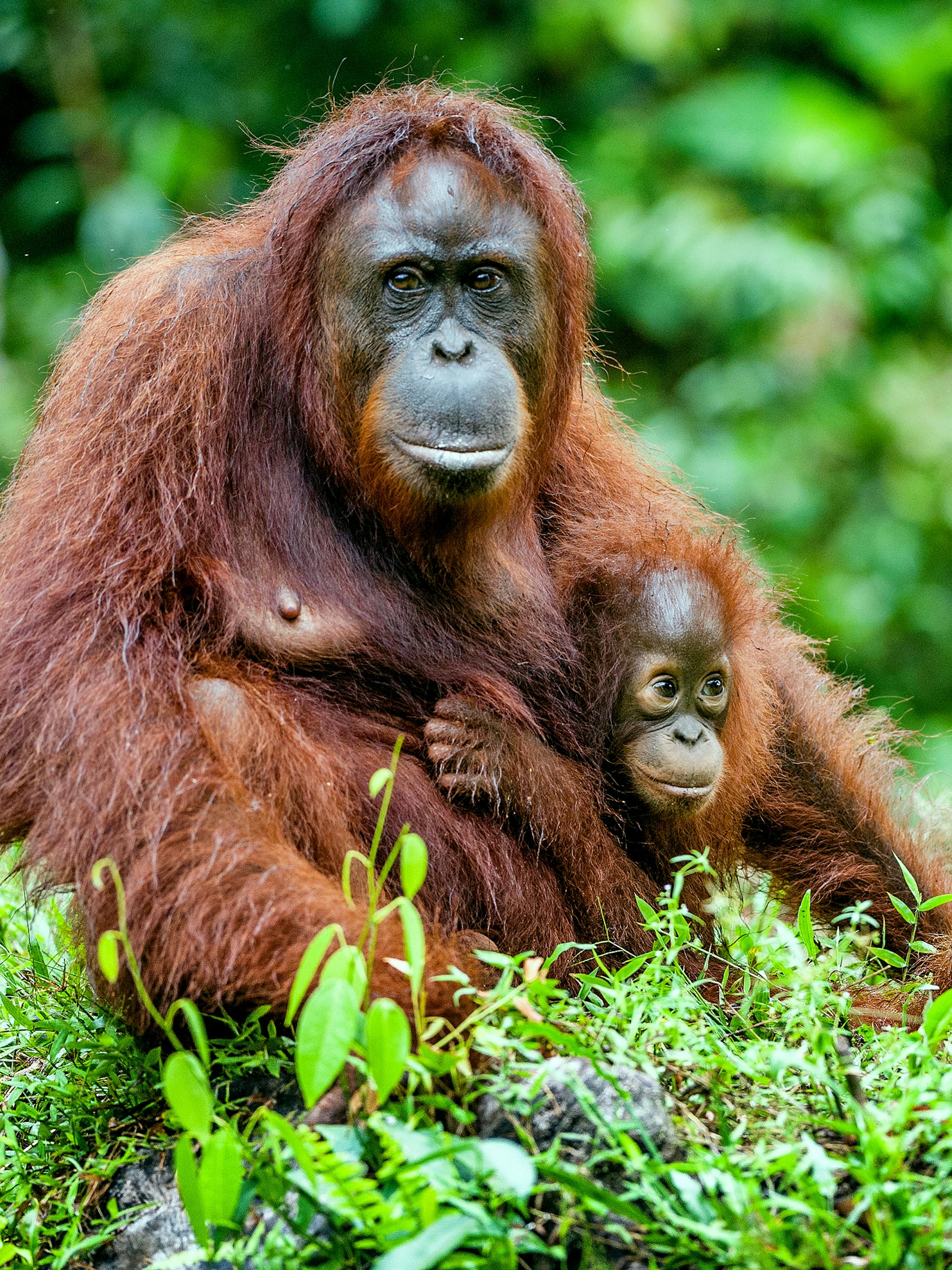 Orangutan mother cradles her baby in tall grass, with green leaves and soft background blur under soft daylight.