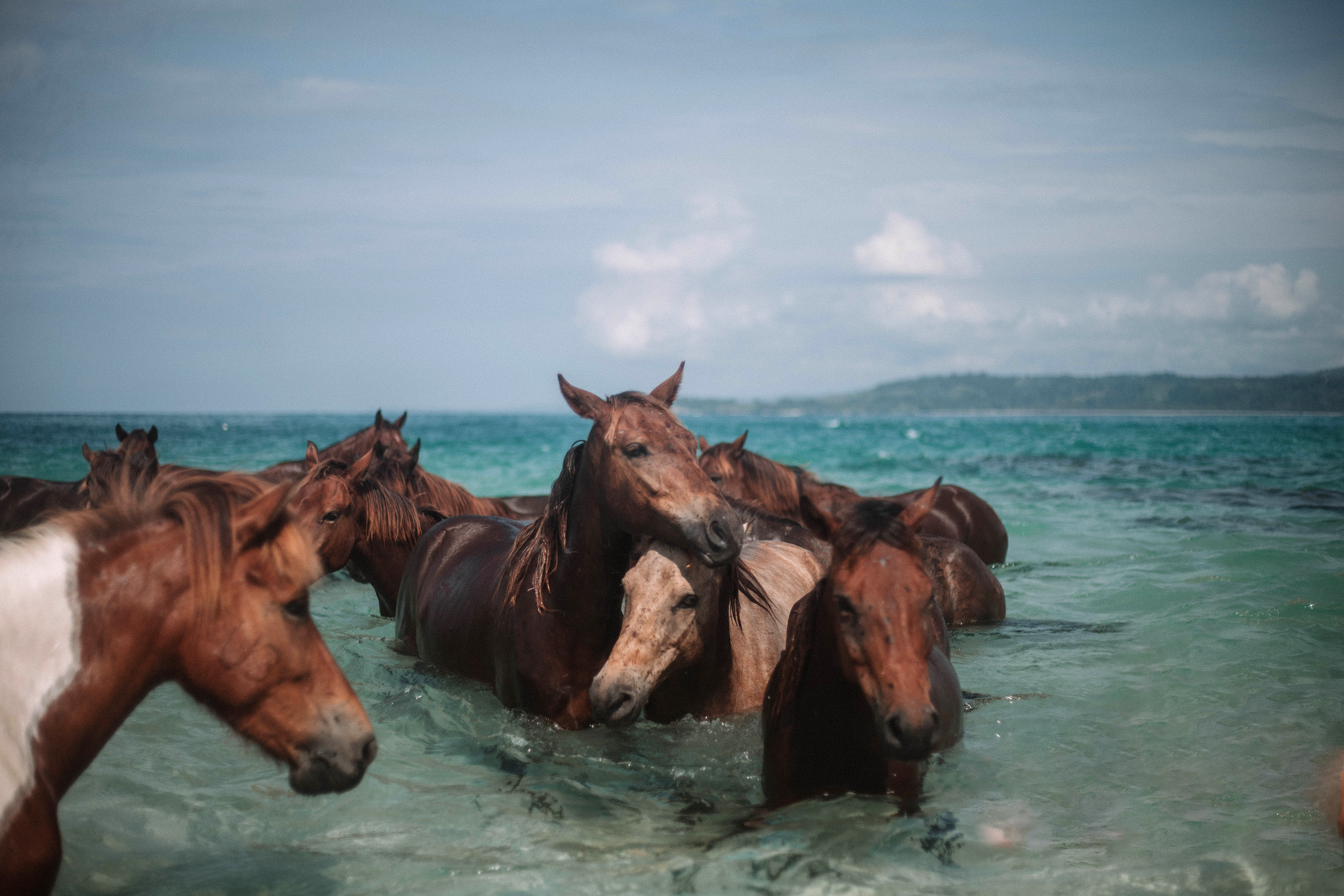 Horses splash through shallow surf, a cloudy horizon lies beyond the shoreline under hazy light
