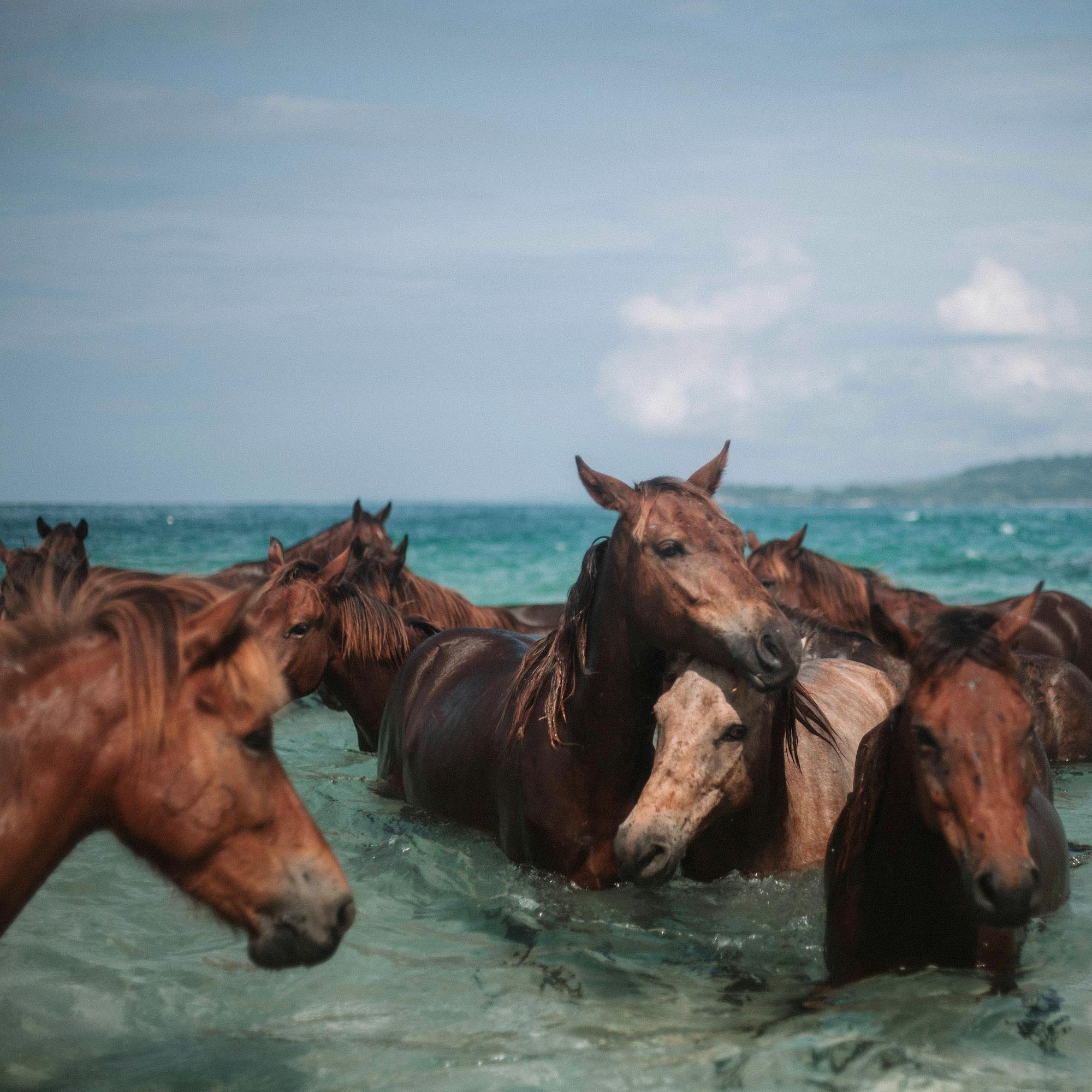 Horses splash through shallow surf, a cloudy horizon lies beyond the shoreline under hazy light