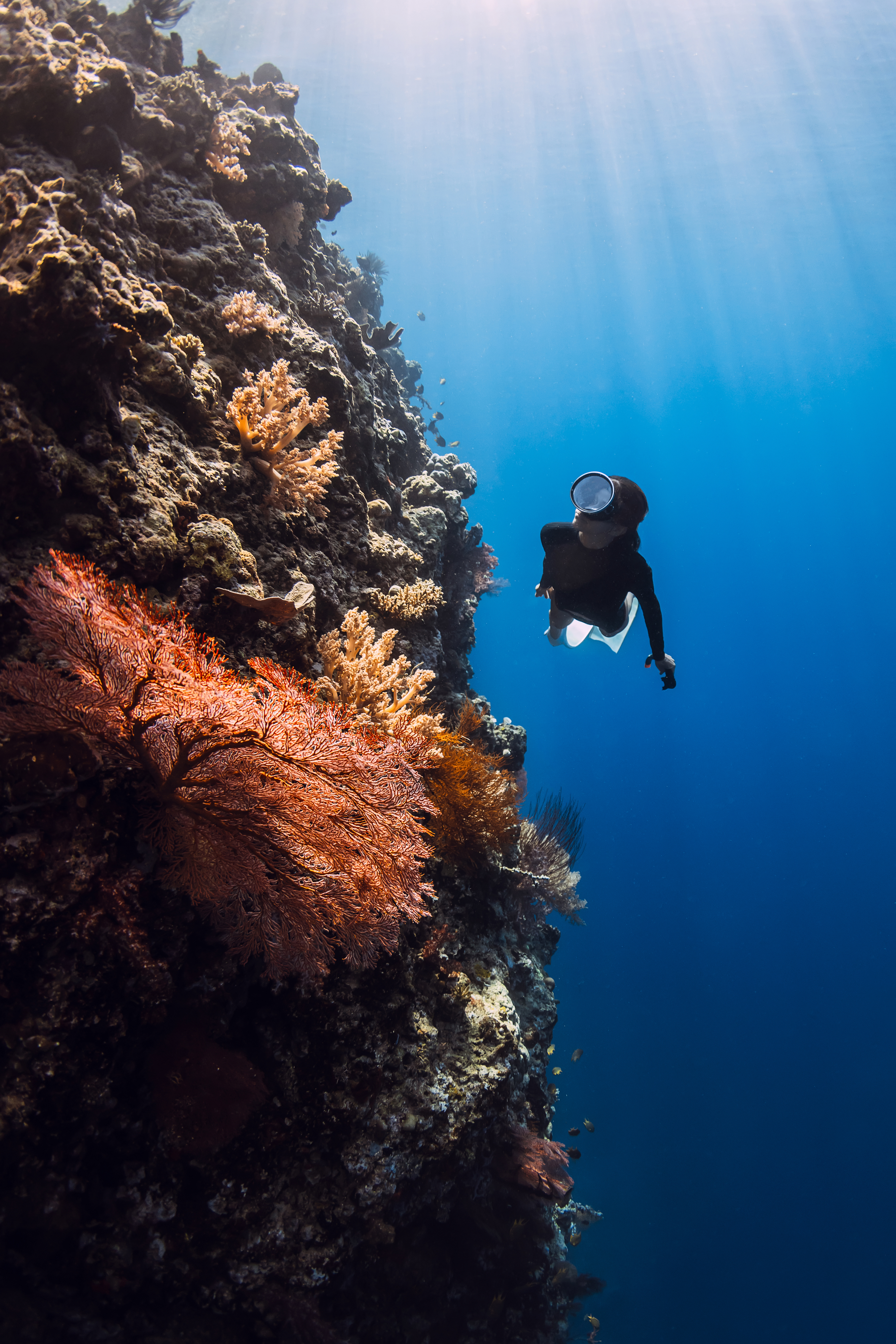 Scuba diver swims beside a coral reef wall, with colorful textures and clear blue water all around.